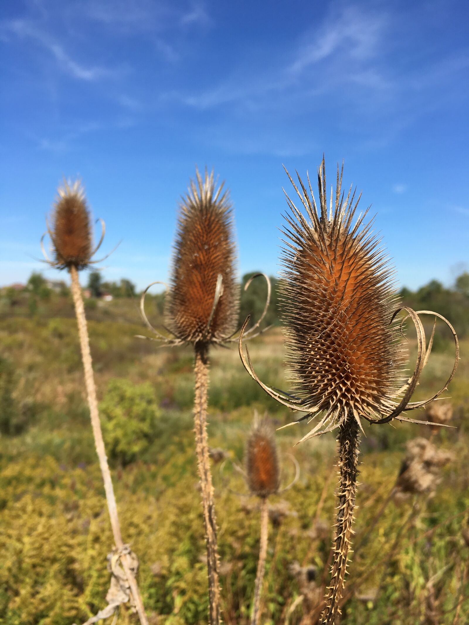 Apple iPhone 6s sample photo. Teasel, fall, blue sky photography