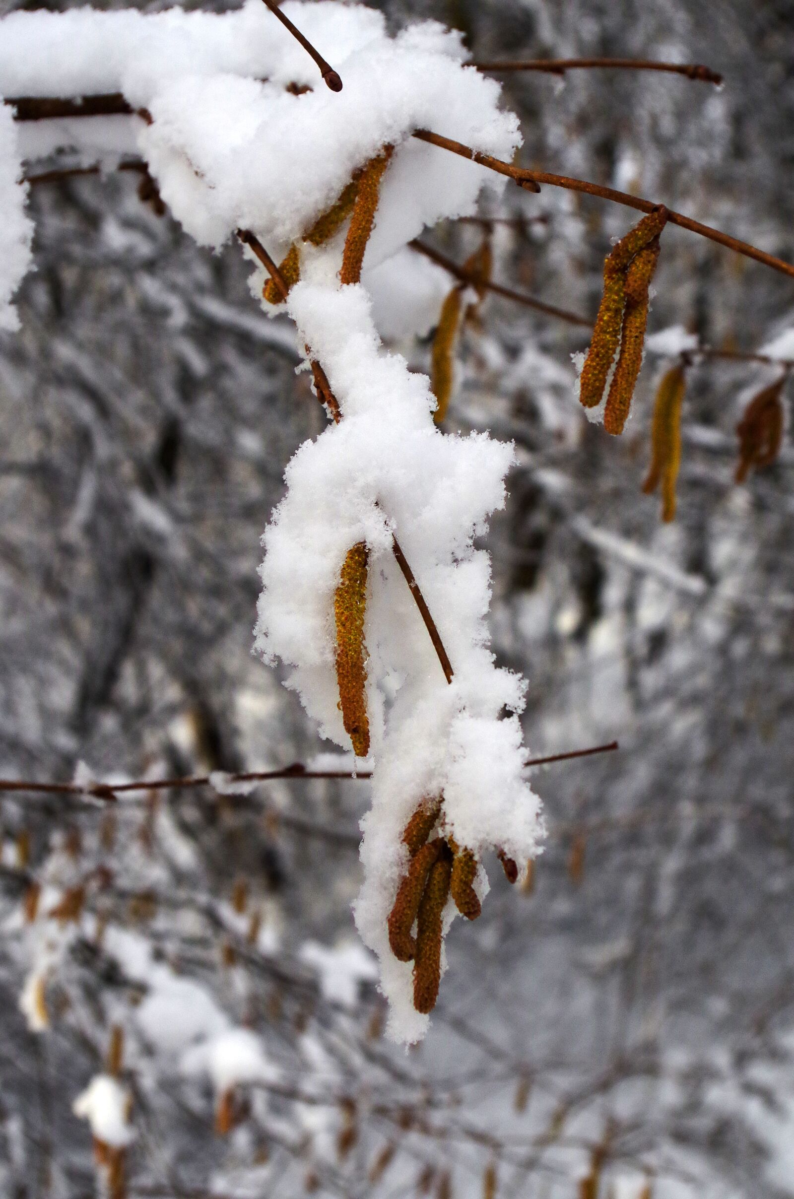 Pentax K-30 sample photo. Hazel, snow, early spring photography