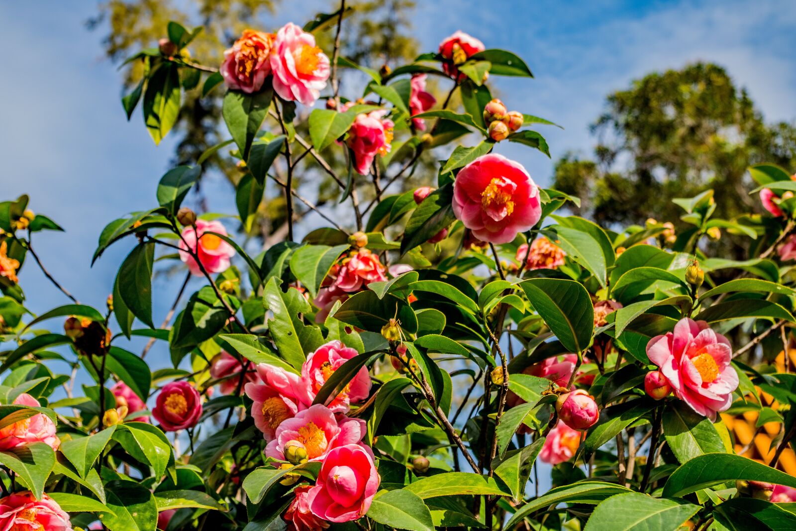 Pentax K-S2 sample photo. Camellias, flowers, garden photography