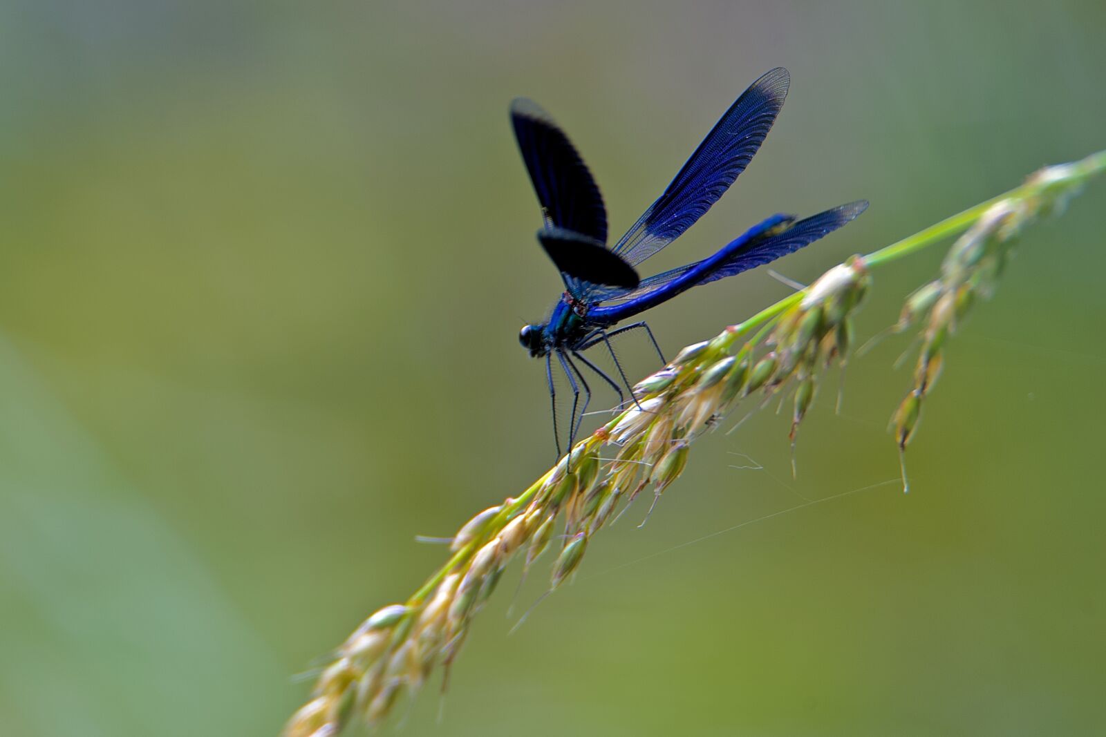 Nikon D750 sample photo. Beautiful demoiselle bright, dragonfly photography