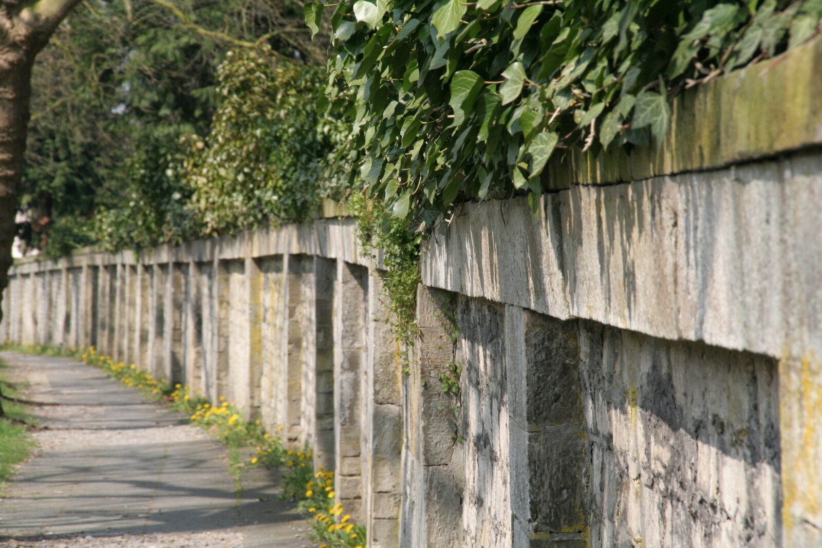 Canon EOS 350D (EOS Digital Rebel XT / EOS Kiss Digital N) sample photo. Cemetery wall, cemetery, ivy photography