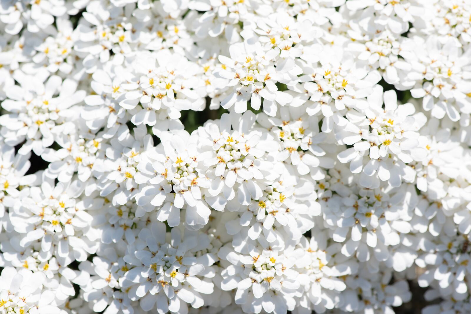 Nikon D750 sample photo. Cushion flower, spring, garden photography