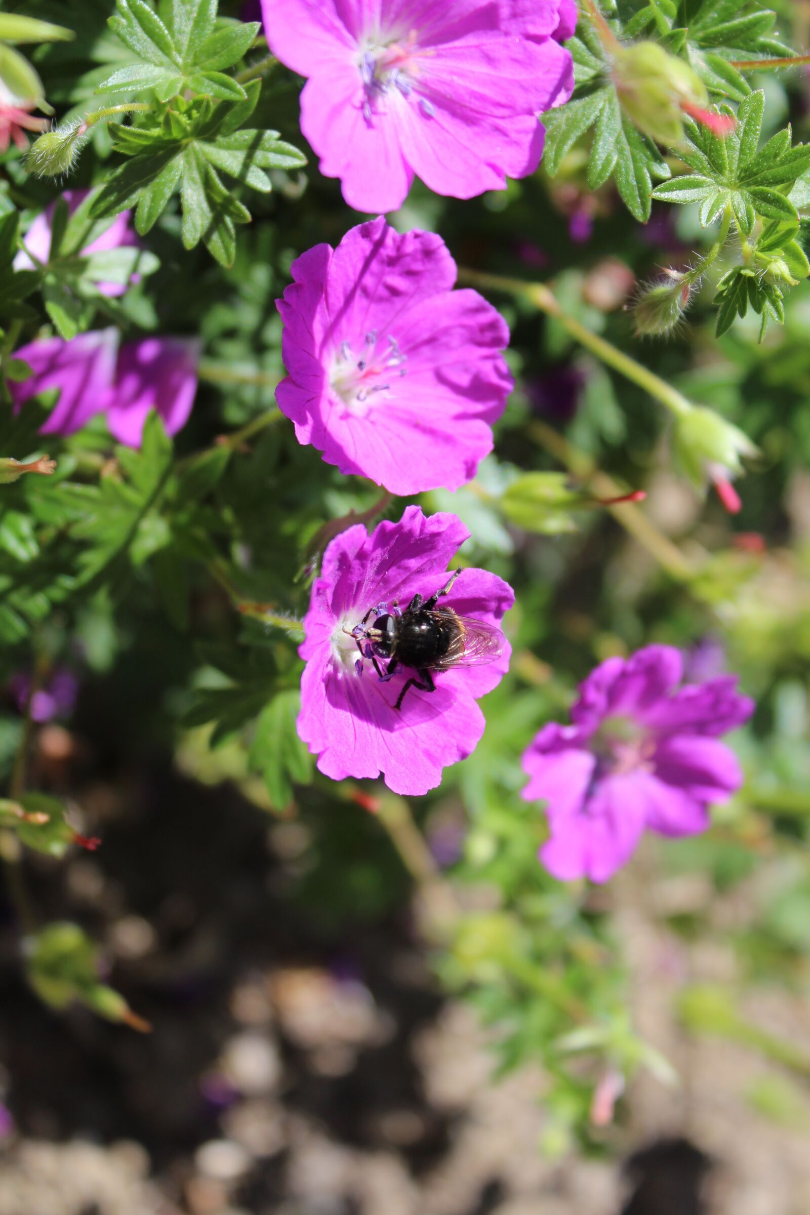 Canon EOS 1300D (EOS Rebel T6 / EOS Kiss X80) sample photo. Bee, flower, pink photography