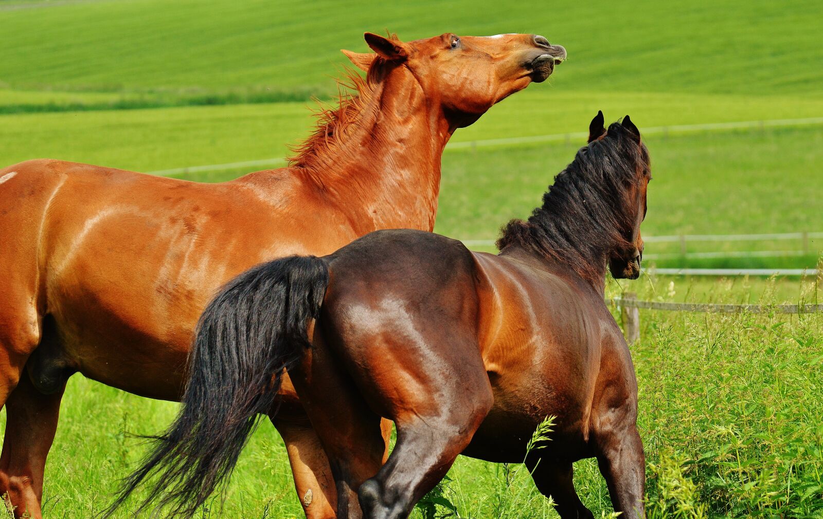 Nikon D3200 sample photo. Horses, for two, coupling photography