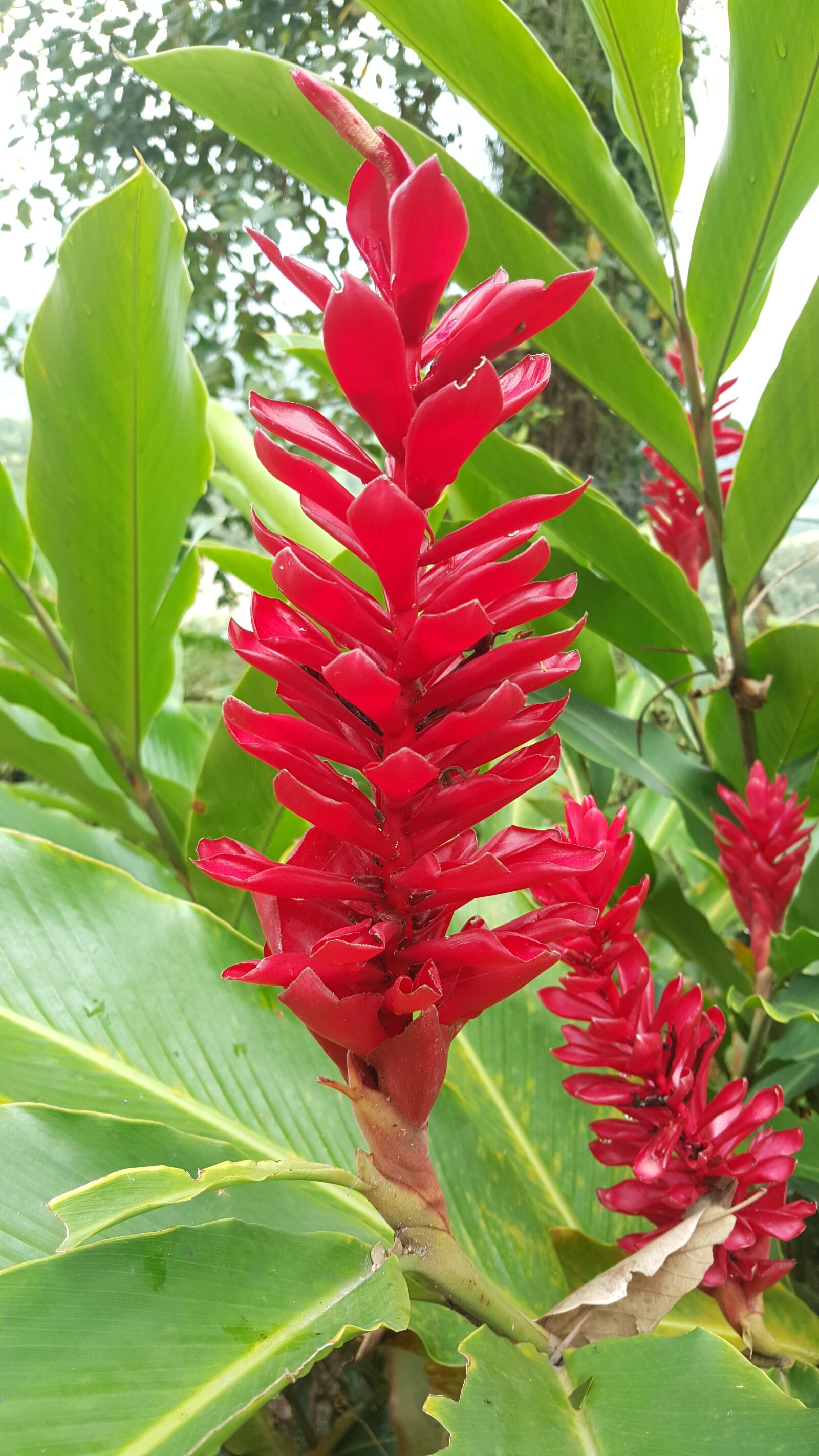 Samsung Galaxy Note5 sample photo. Nature, heliconia, exotic flower photography