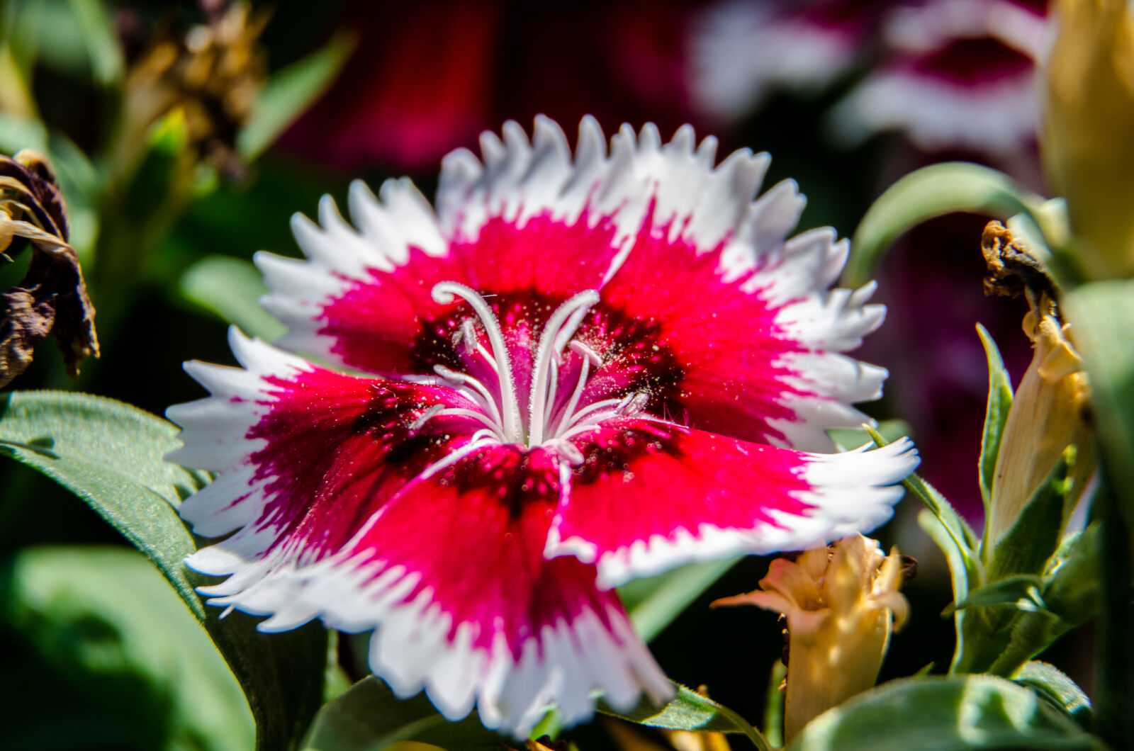 Nikon D5100 sample photo