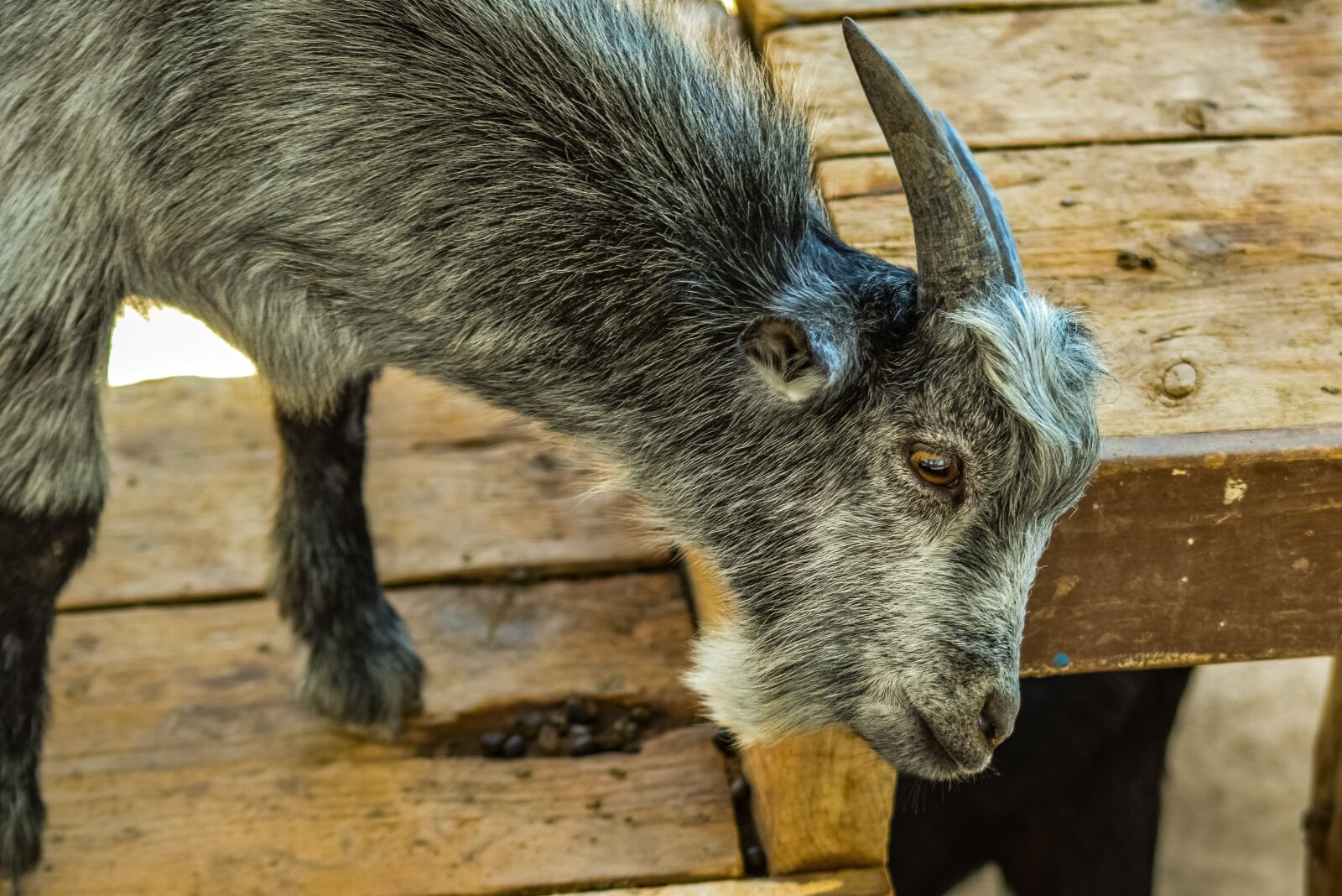 Nikon D3300 sample photo. Goat, animal, horns photography