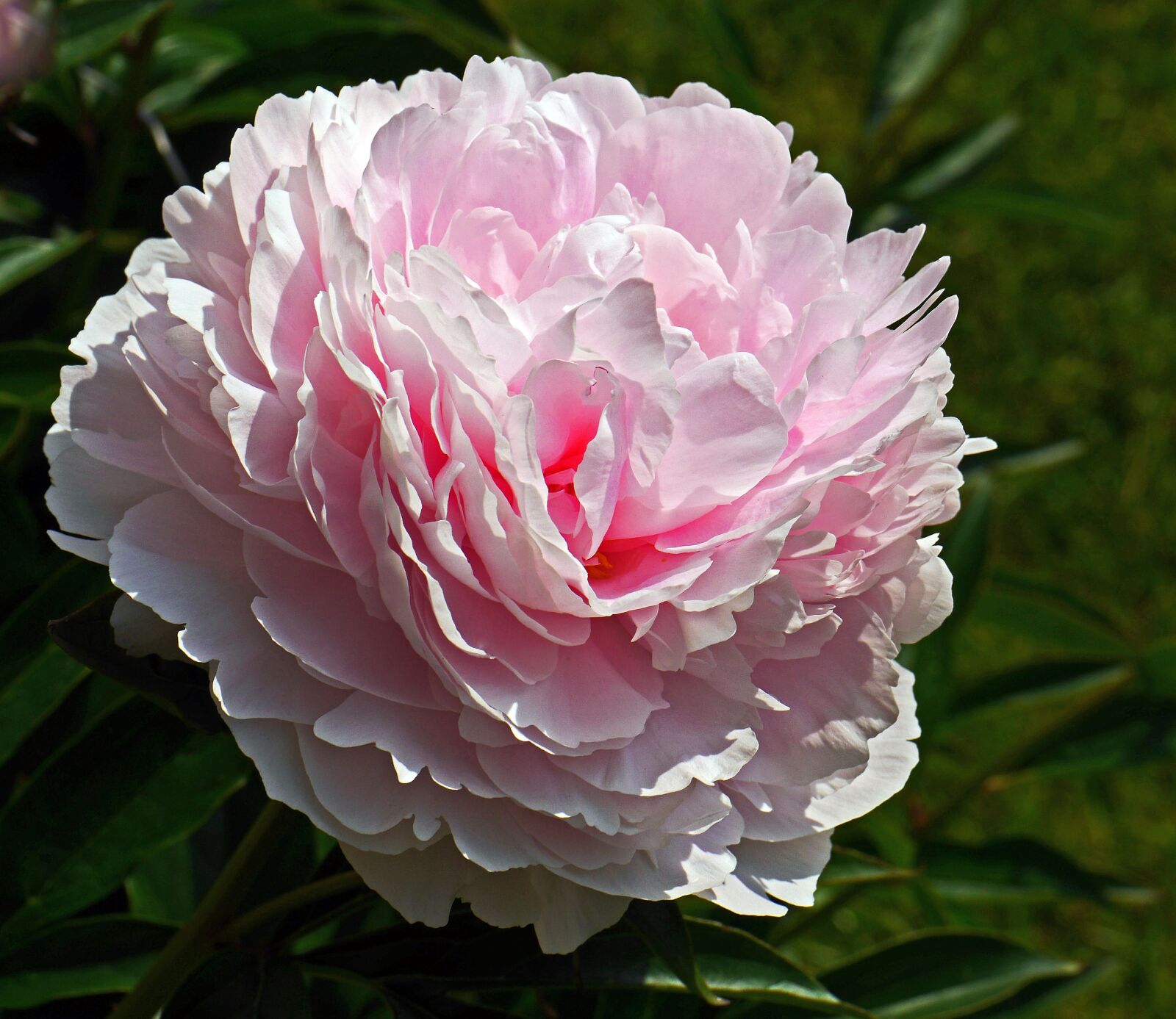 Panasonic Lumix DMC-GH3 sample photo. Peony, in full bloom photography