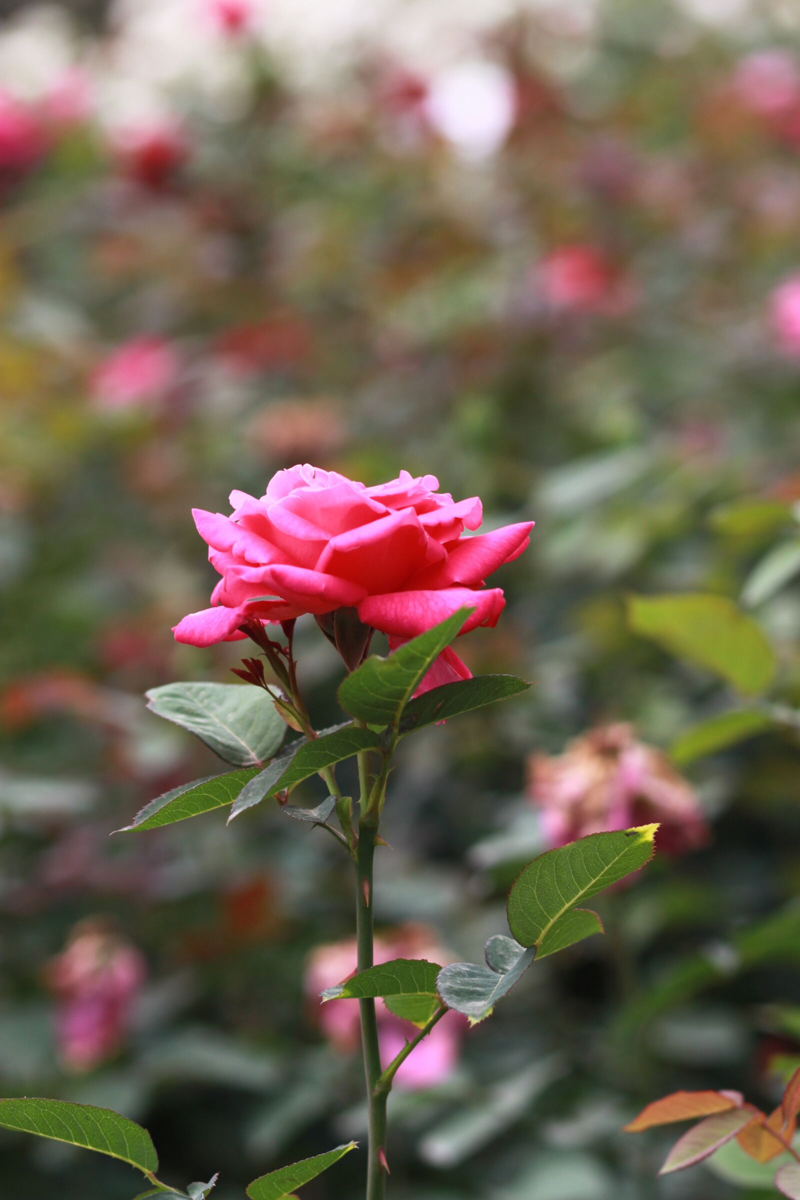 Canon EOS 500D (EOS Rebel T1i / EOS Kiss X3) sample photo. Rose, pink, flowers photography