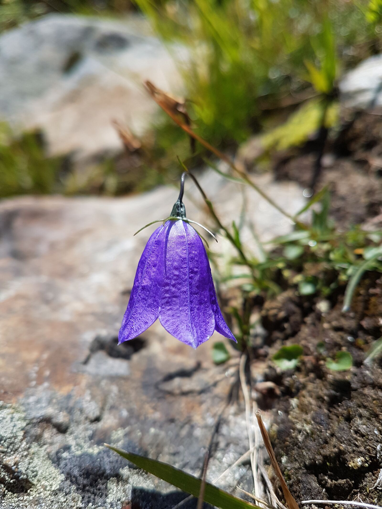 Samsung Galaxy S7 Edge sample photo. Flower, purple, nature photography