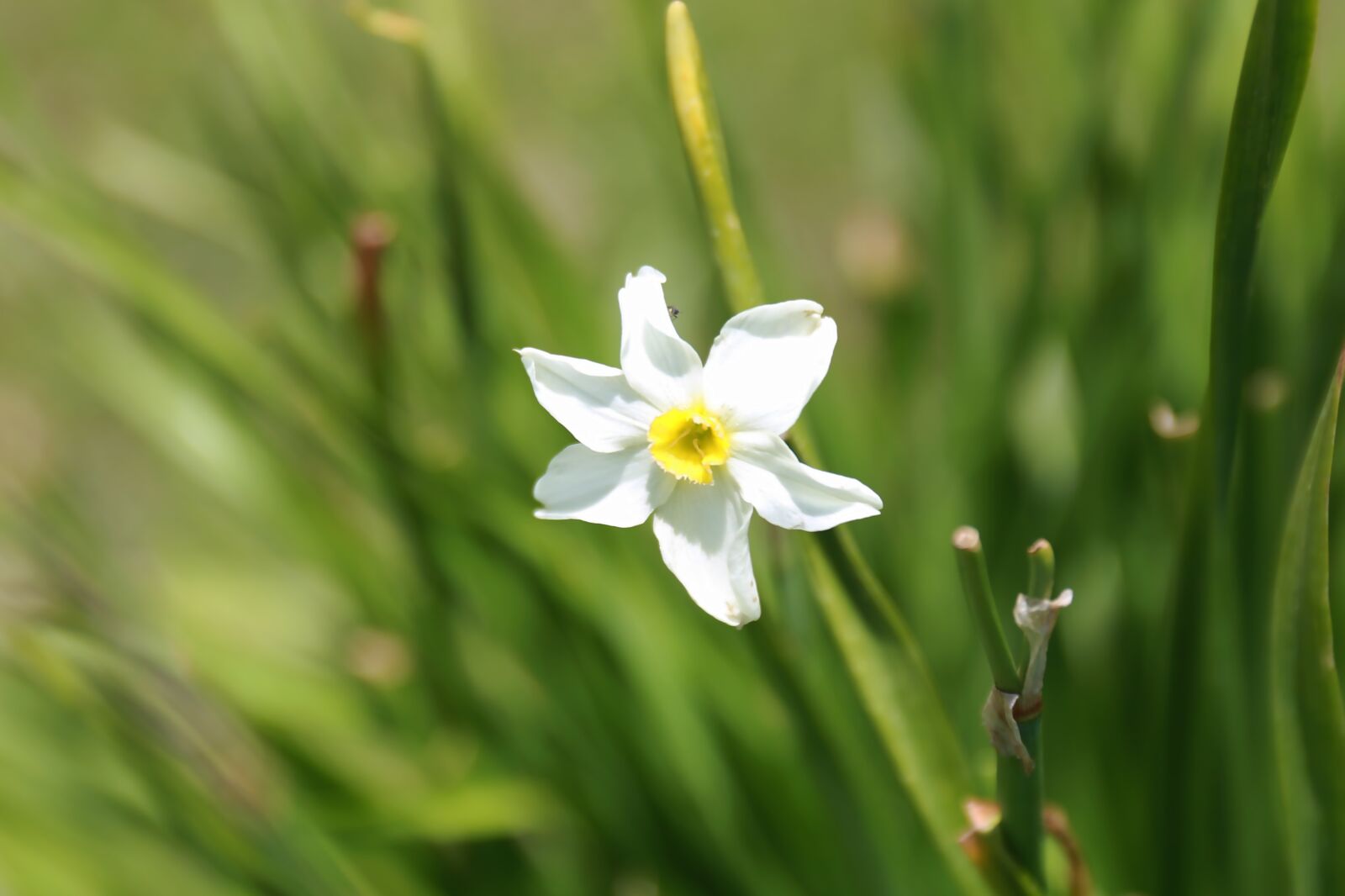 Canon EF 24-70mm F2.8L II USM sample photo. White flower, nature, white photography