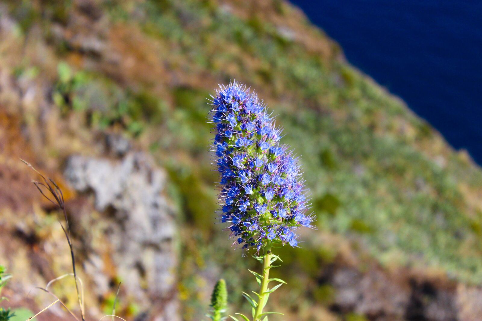 Canon EOS 600D (Rebel EOS T3i / EOS Kiss X5) sample photo. Flower, vegetation, nature photography