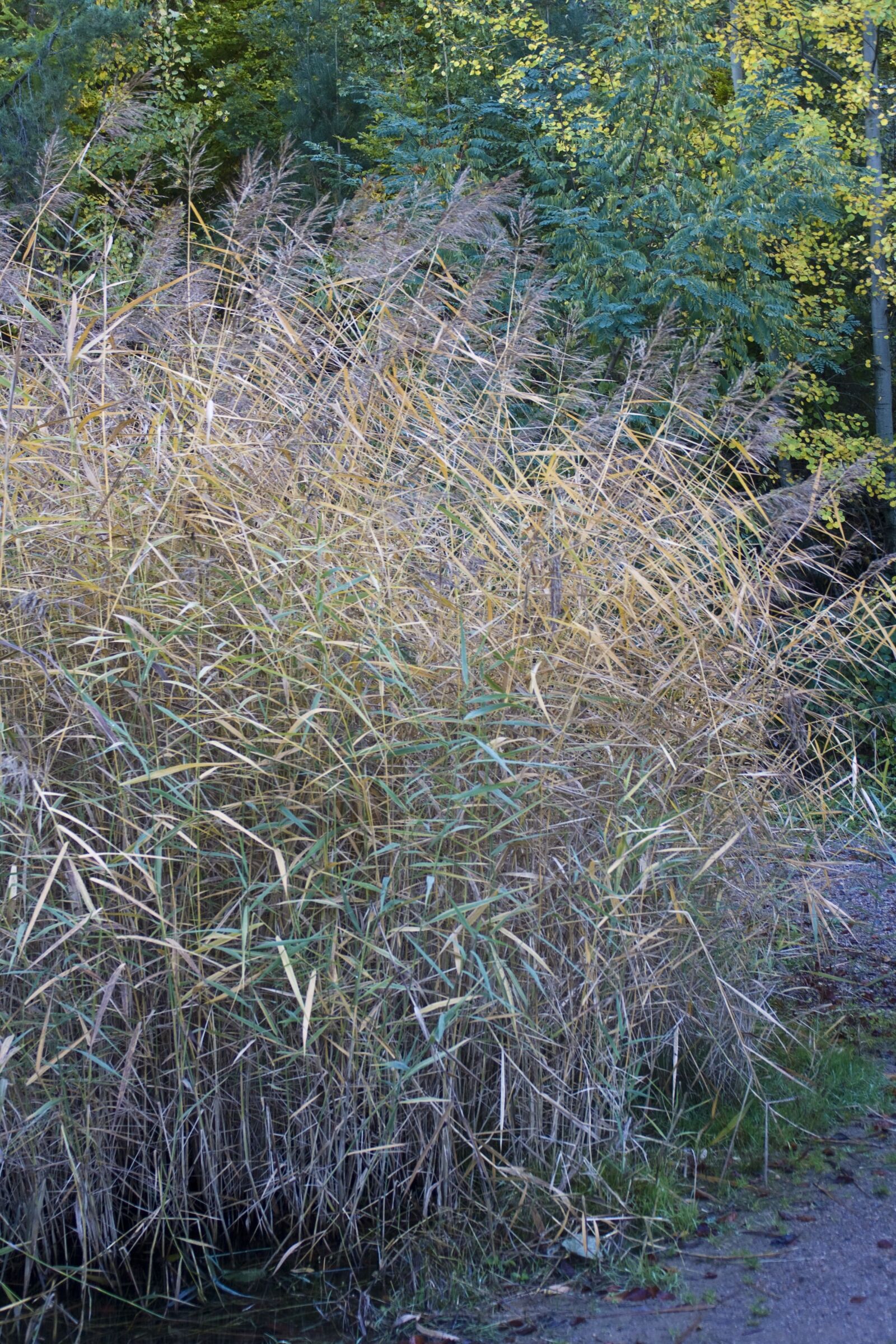 Canon EOS 1000D (EOS Digital Rebel XS / EOS Kiss F) sample photo. Grass, autumn, emerge photography