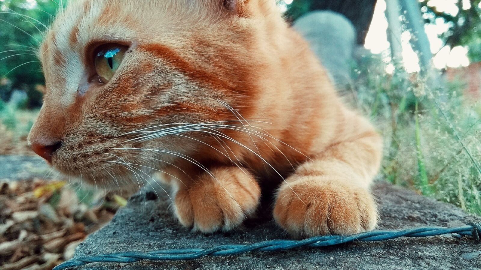 Motorola Moto G (5th Gen) sample photo. Cute, animalia, cat photography