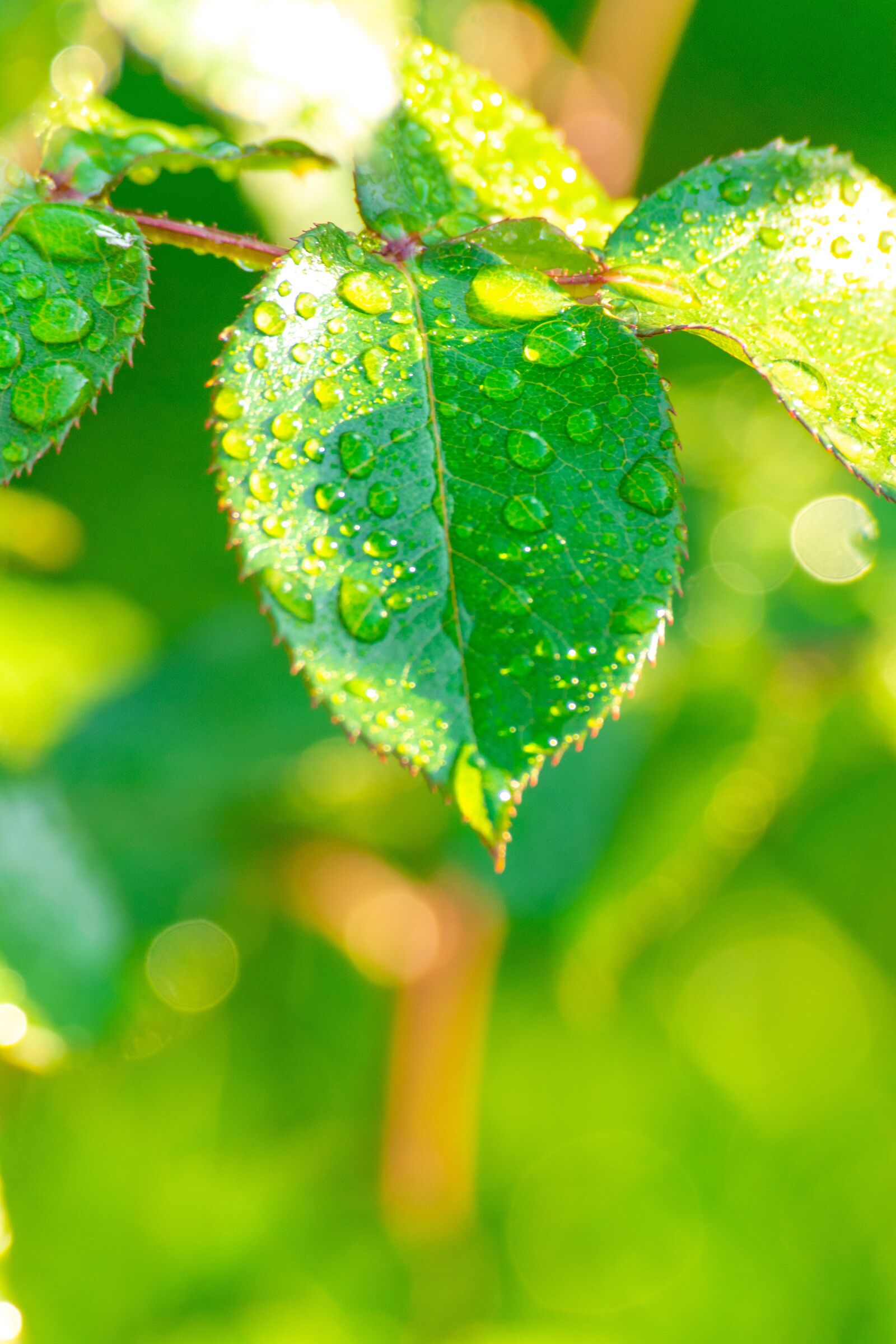 Nikon D5200 sample photo. Leaf leafs, green, spring photography