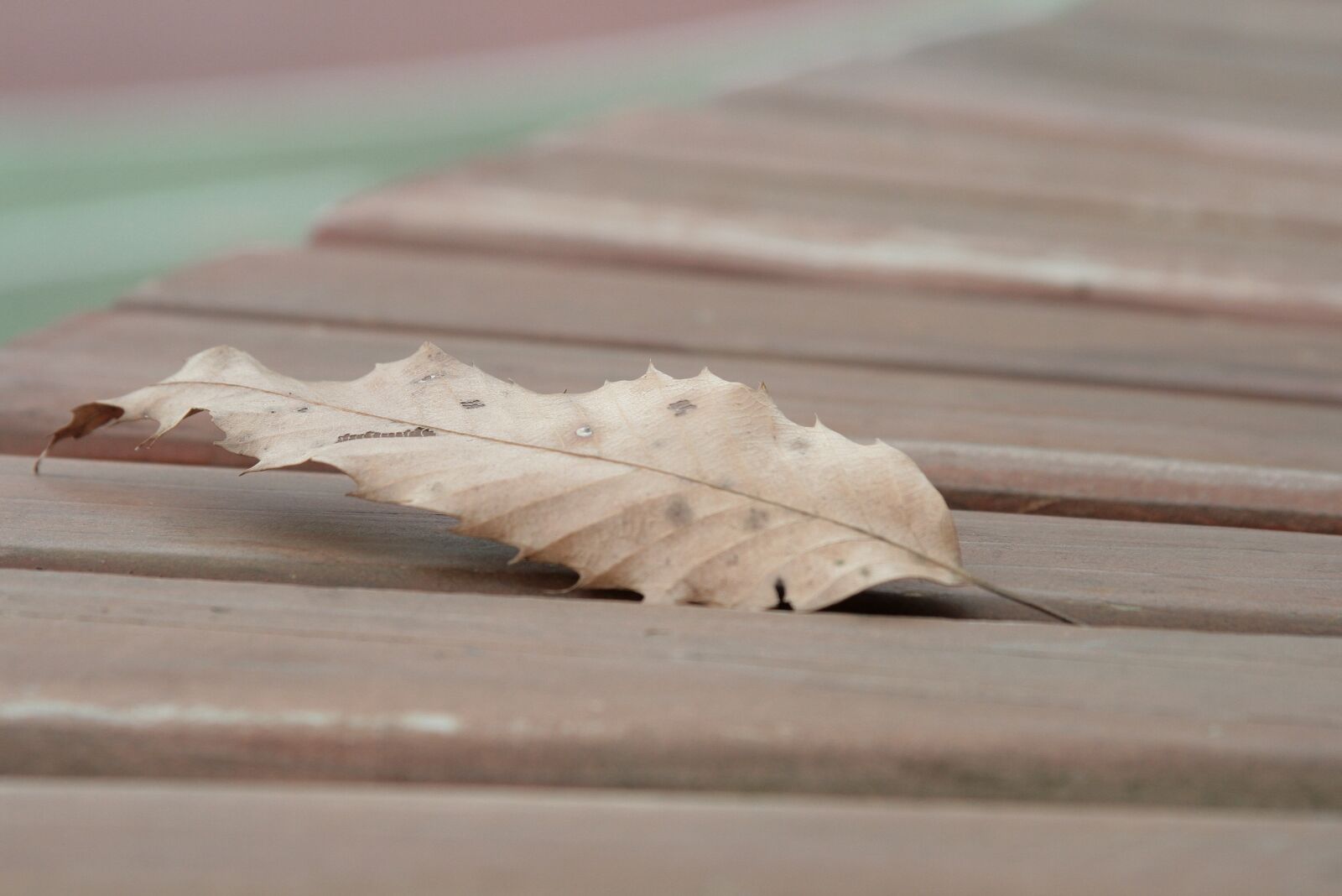 Canon EOS 400D (EOS Digital Rebel XTi / EOS Kiss Digital X) sample photo. The leaves, autumn, chair photography
