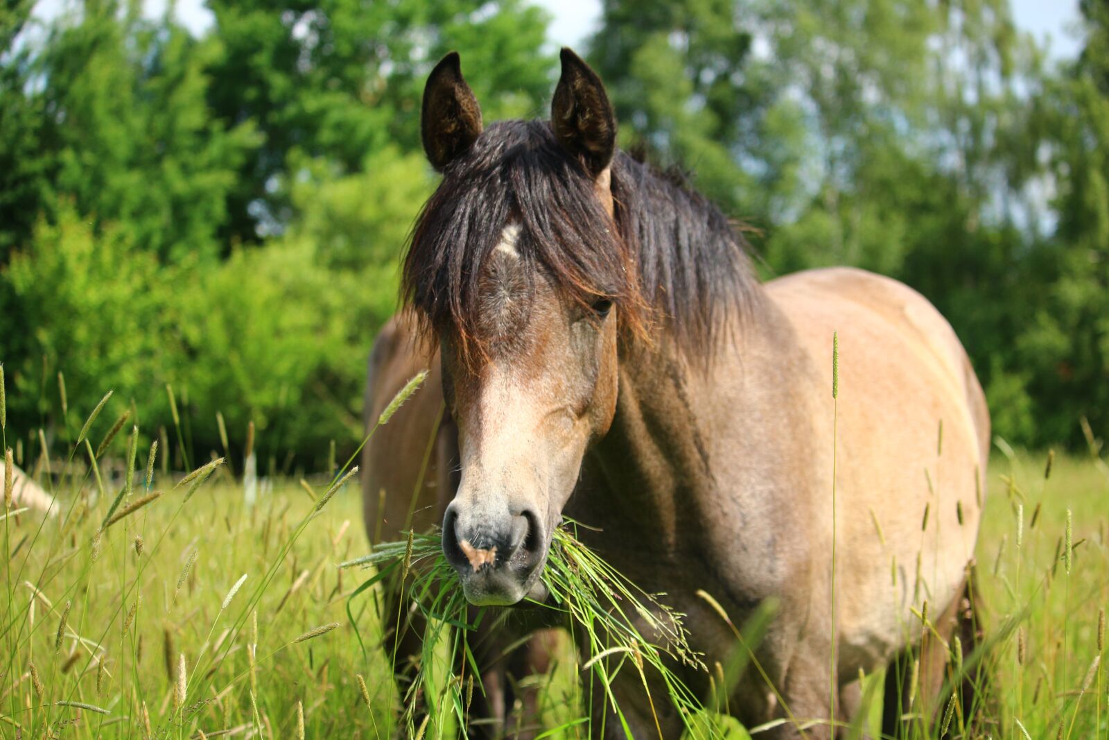 Canon EOS 100D (EOS Rebel SL1 / EOS Kiss X7) sample photo. Horse, grass, graze photography