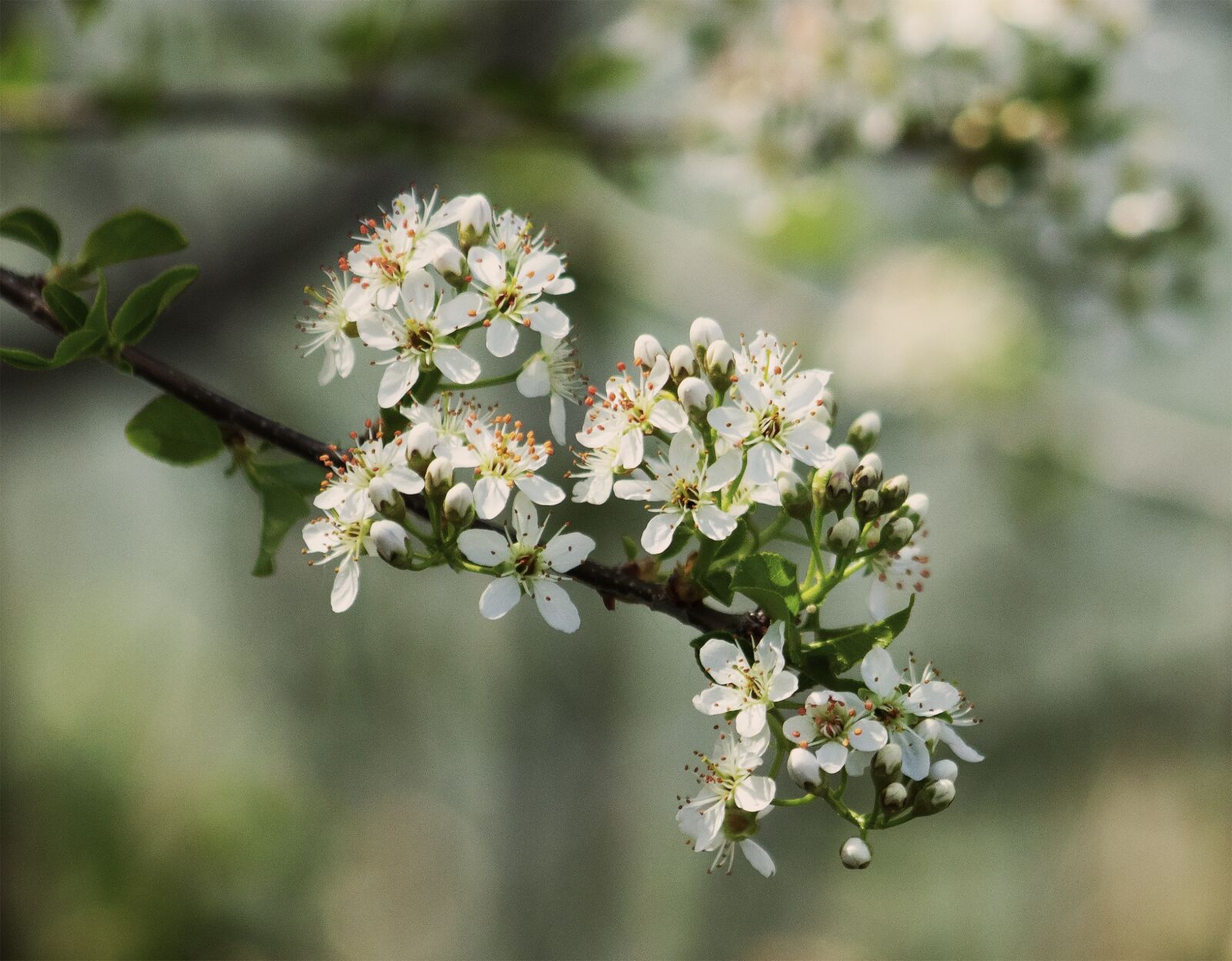 Canon EF75-300mm f/4-5.6 sample photo. Sajmeggy, wood, flower photography