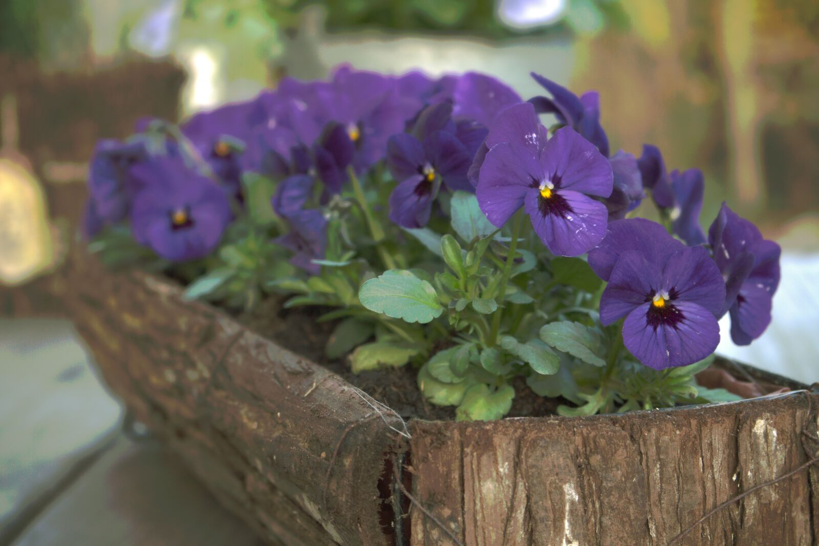 Canon EOS 700D (EOS Rebel T5i / EOS Kiss X7i) sample photo. Pansy, bloom, easter photography