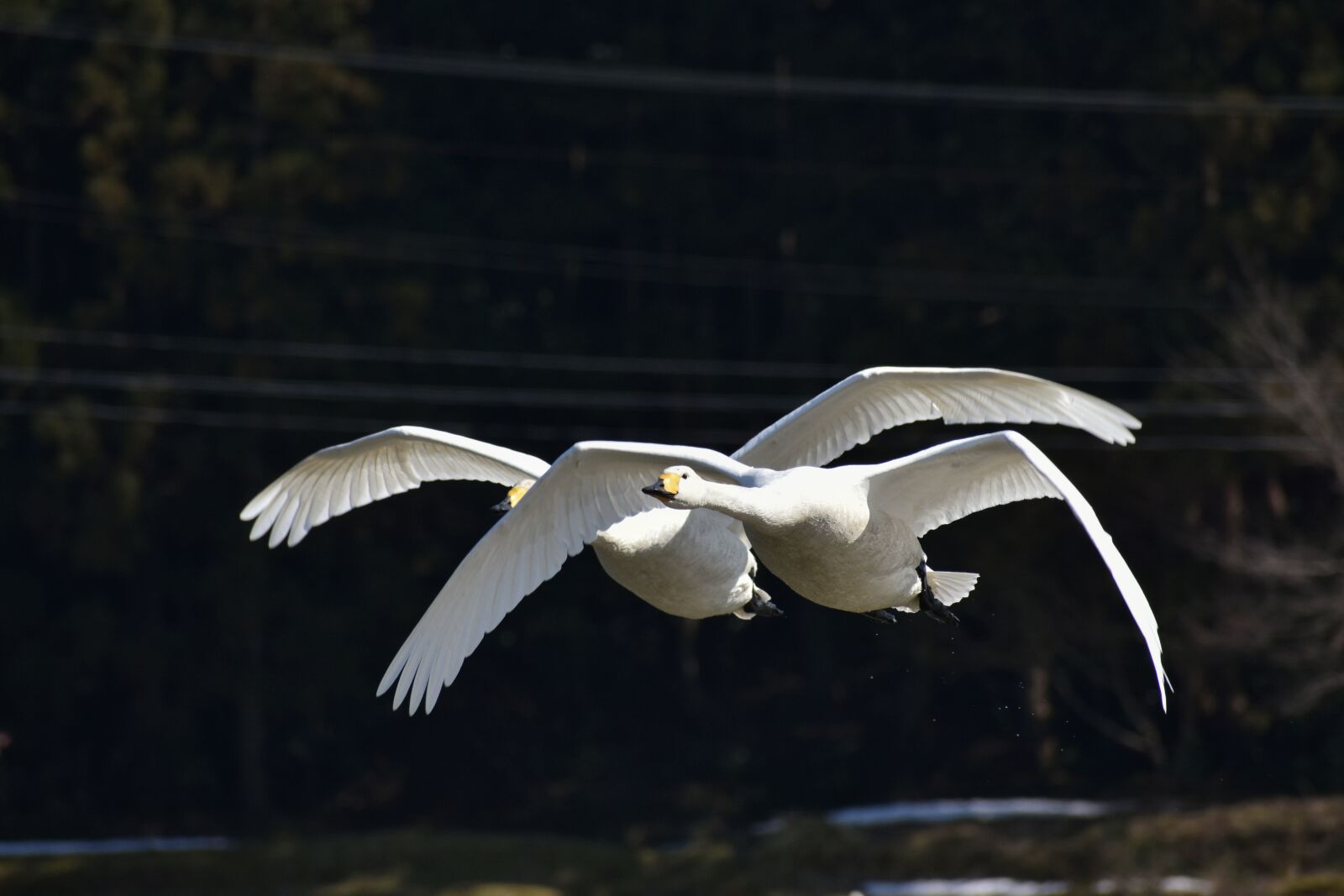 Nikon D7200 sample photo. Animal, bird, wild birds photography