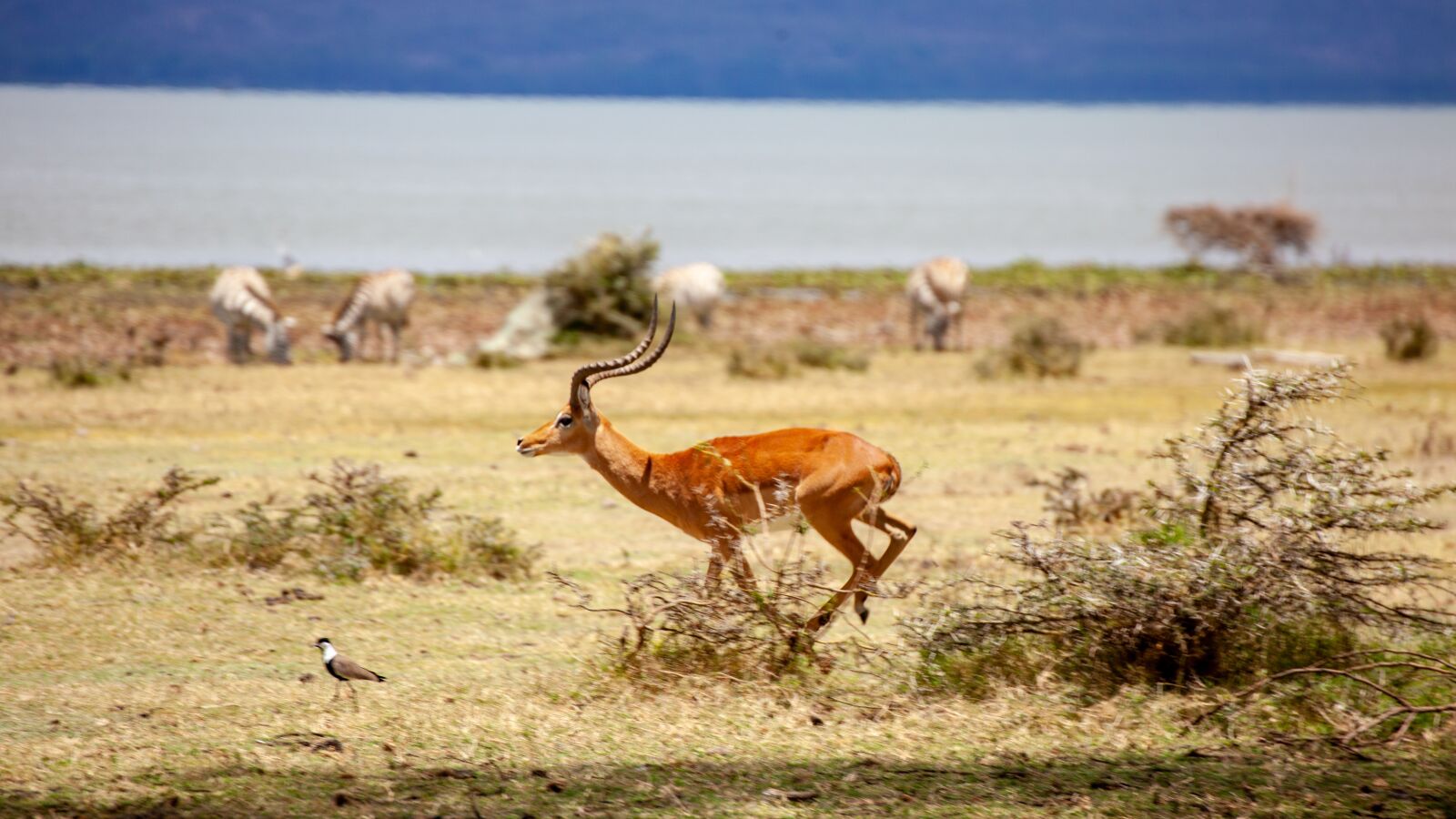 Canon EOS 5D Mark II sample photo. Antelope, zebra, race photography