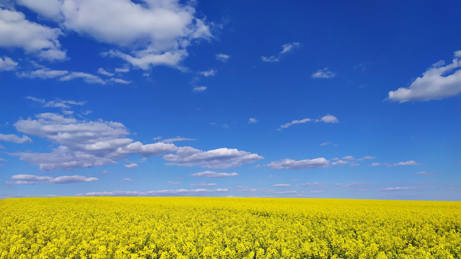 Xiaomi Redmi Note 7 sample photo. Field, path, country photography