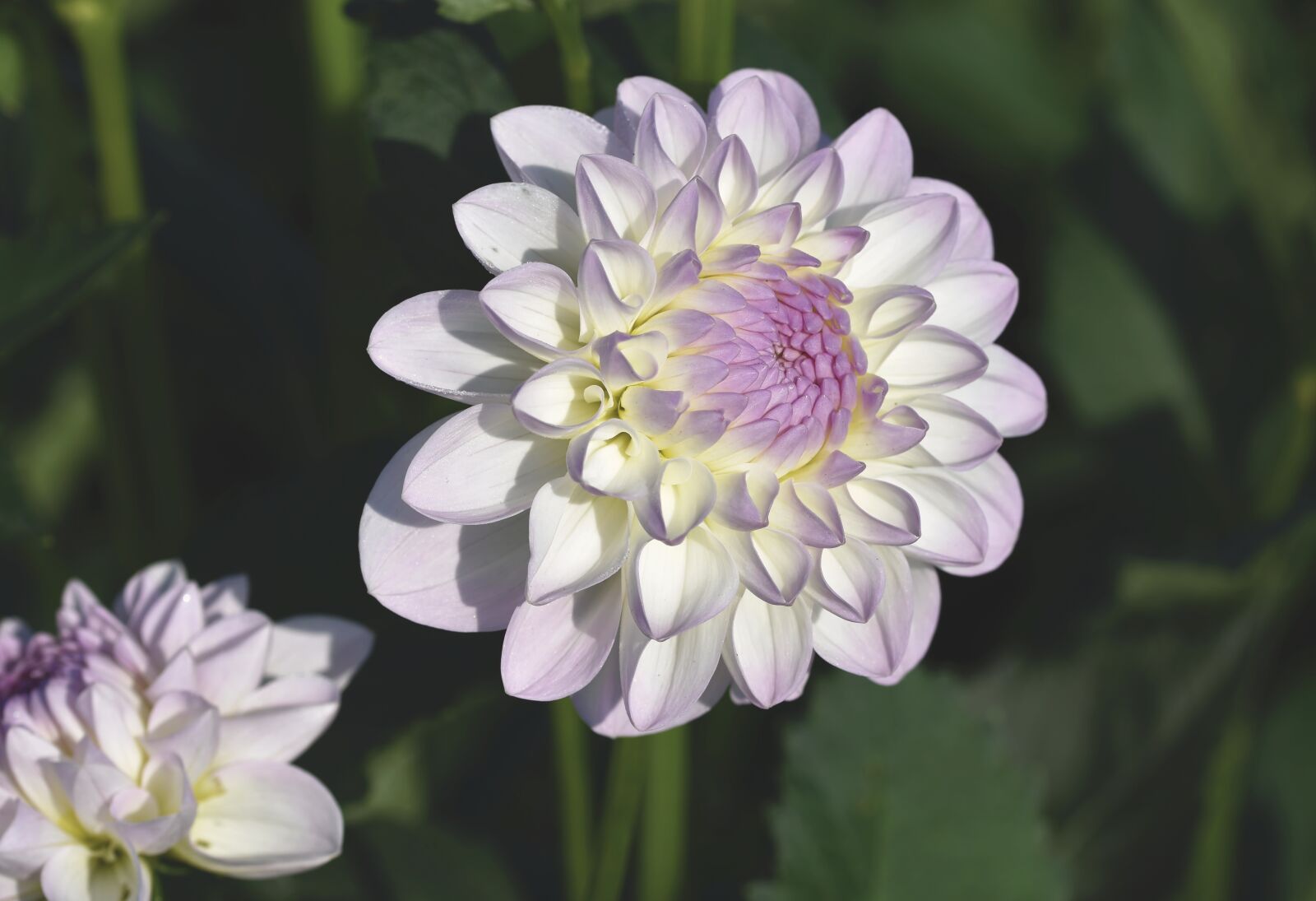 Nikon D7200 sample photo. Dahlia, dahlias bud, flower photography