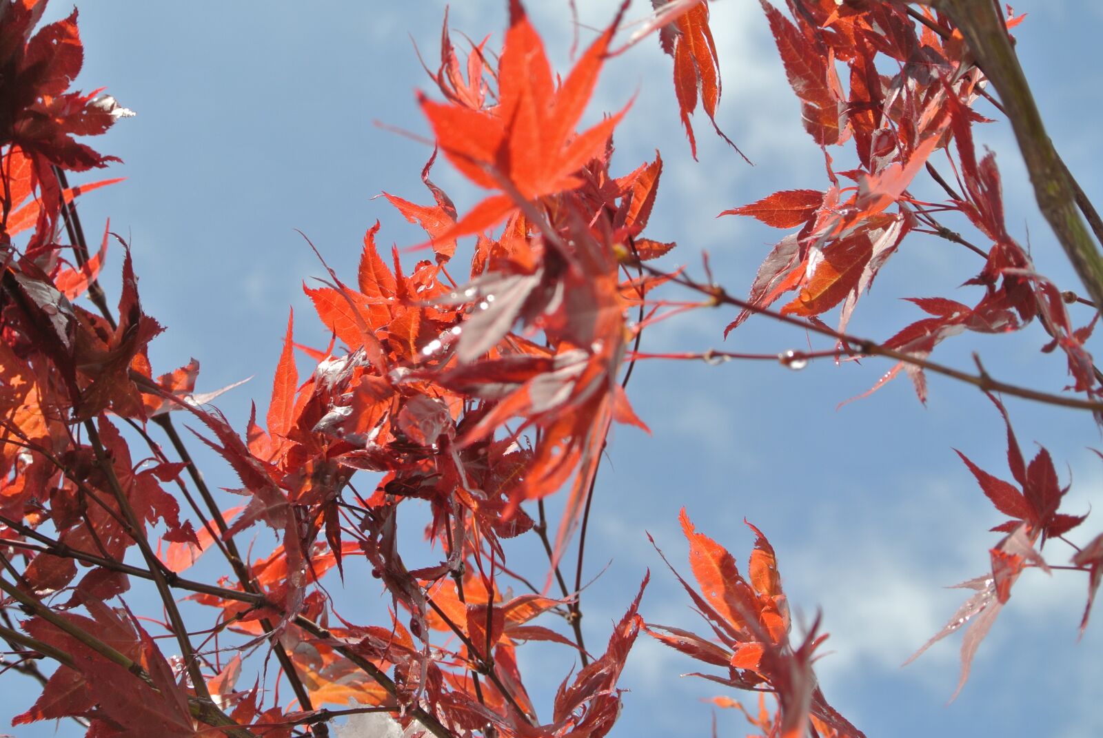 Nikon 1 J2 sample photo. Leaves, autumn, nature photography