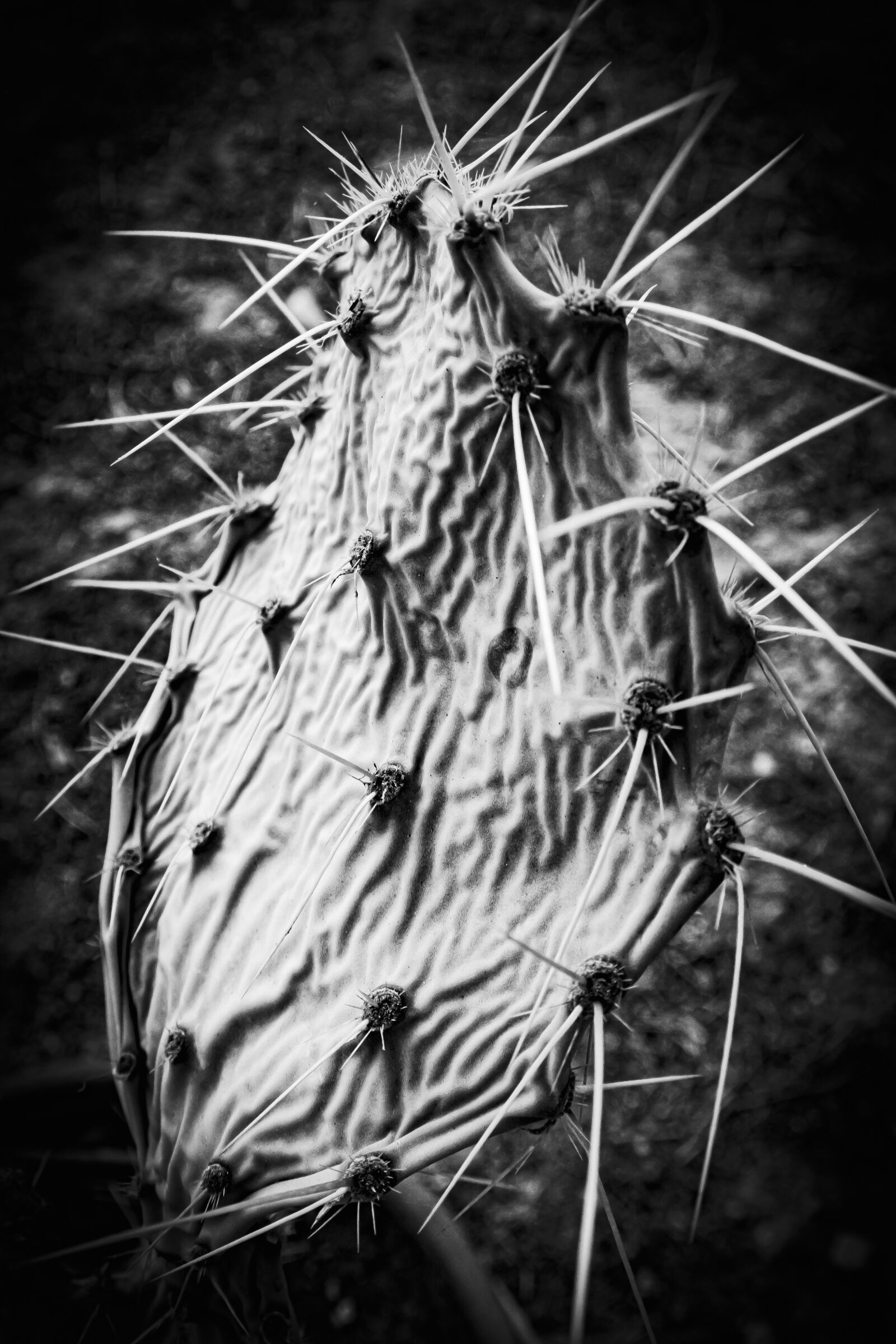 Nikon 1 Nikkor VR 10-30mm F3.5-5.6 PD-Zoom sample photo. Cactus, thorns, prickly photography