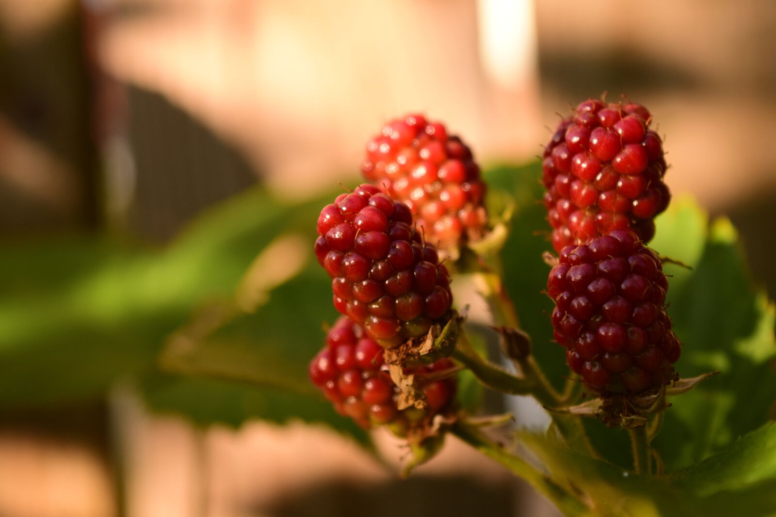 Nikon D3300 sample photo. Blackberries, unripe blackberries, immature photography
