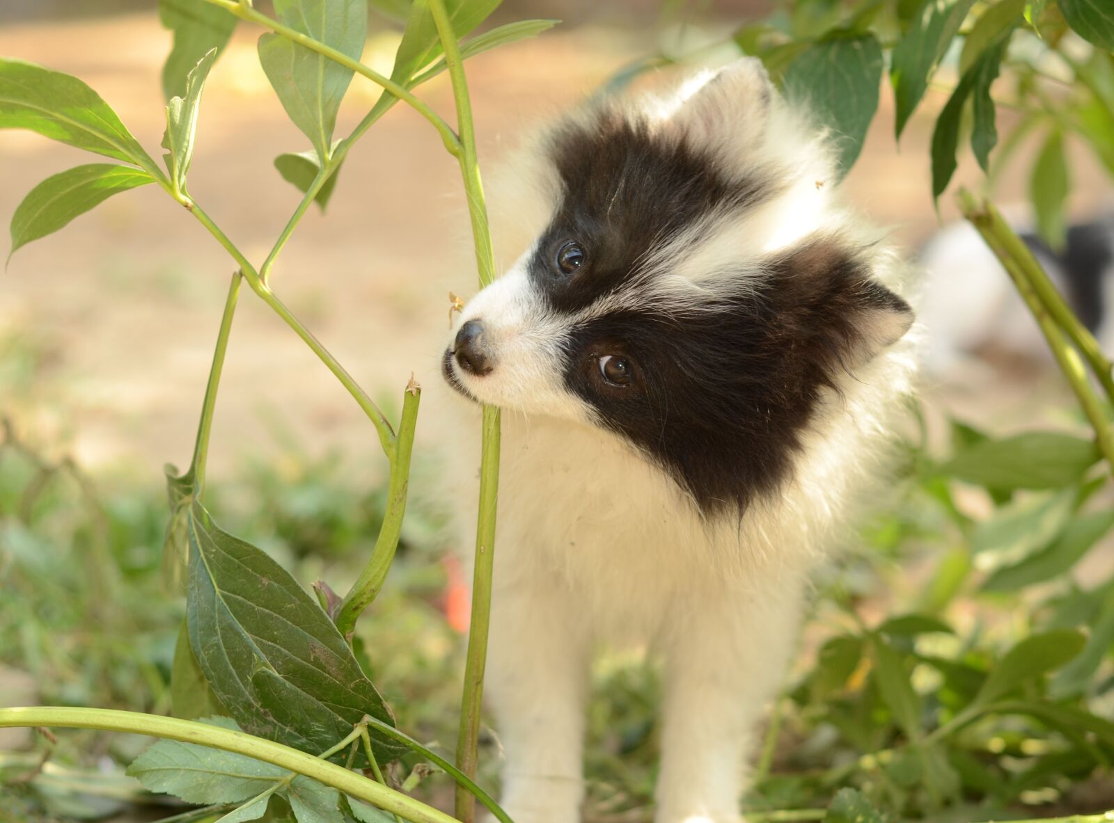 Nikon D7000 sample photo. Dog, grass, living nature photography