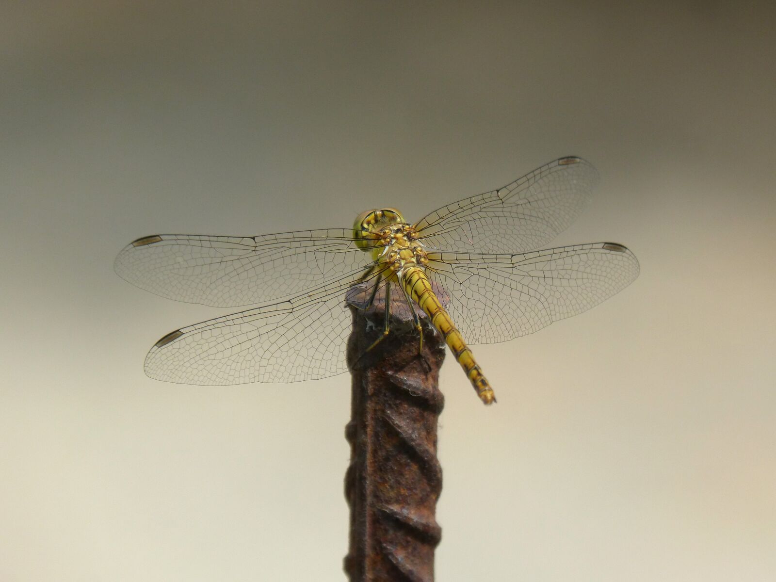 Panasonic DMC-FZ62 sample photo. Ib lula, yellow dragonfly photography