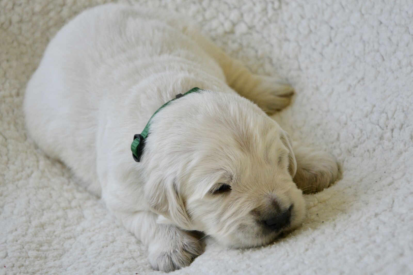 Nikon D5200 sample photo. Puppy, golden retriever puppy photography