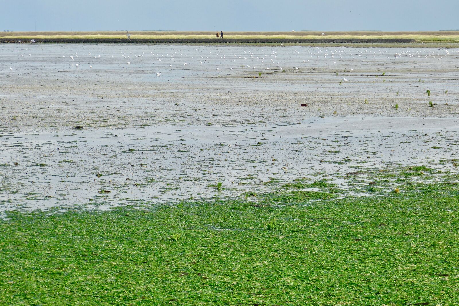 Panasonic Lumix DMC-FZ150 sample photo. North sea, summer, wide photography