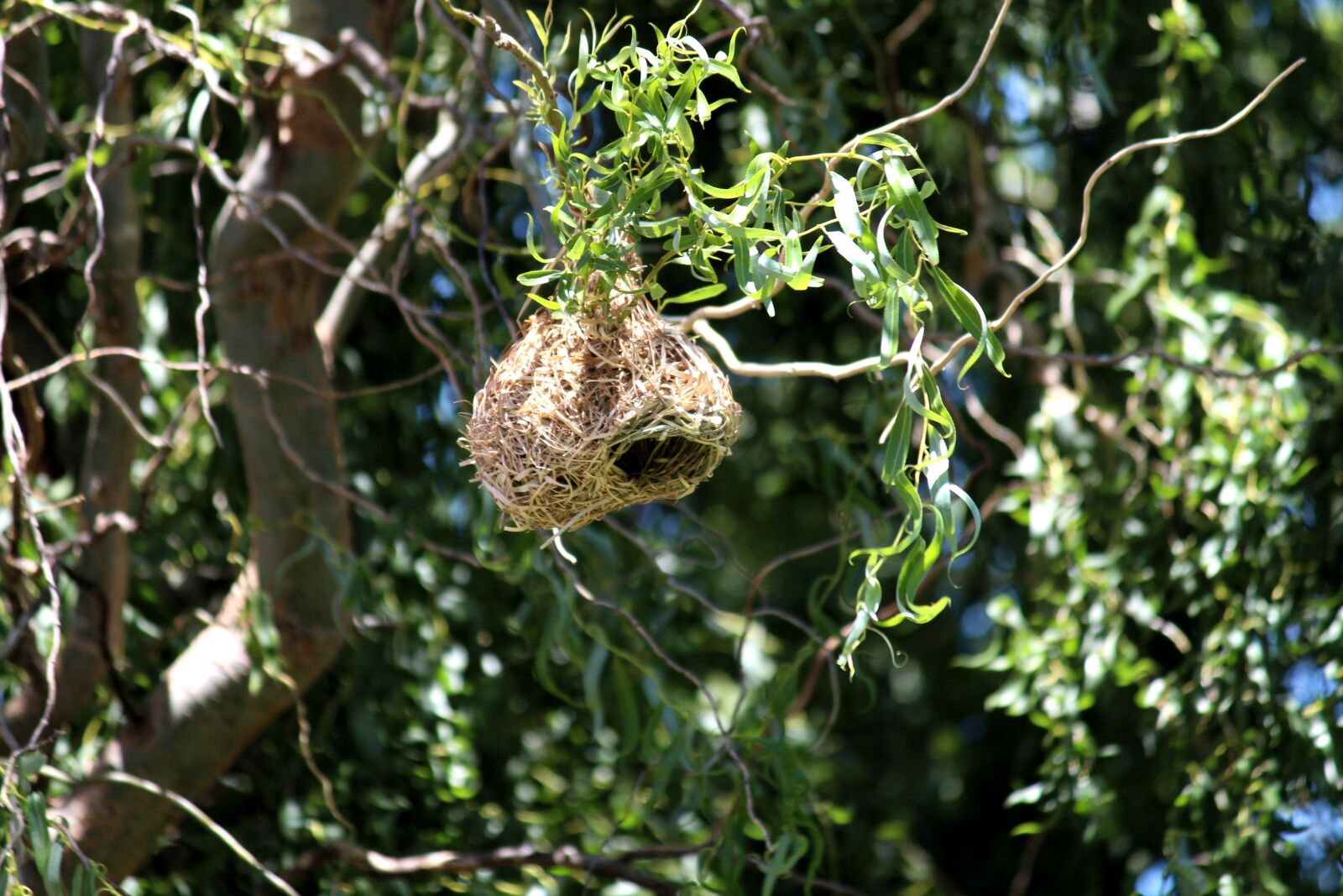 Canon EOS 650D (EOS Rebel T4i / EOS Kiss X6i) sample photo. Nest, breed, birds photography