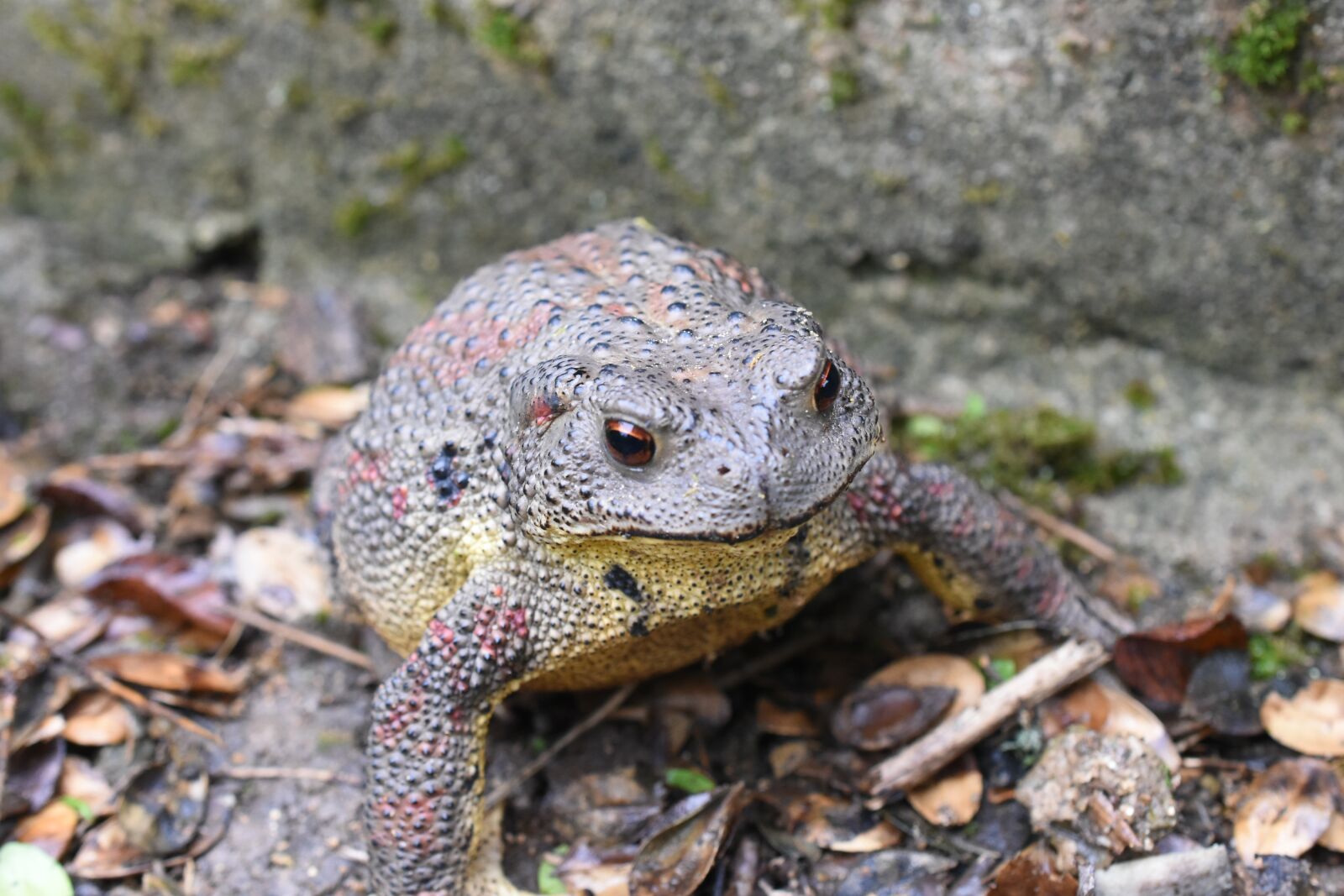 Nikon D7200 sample photo. Toad, animal, korea photography