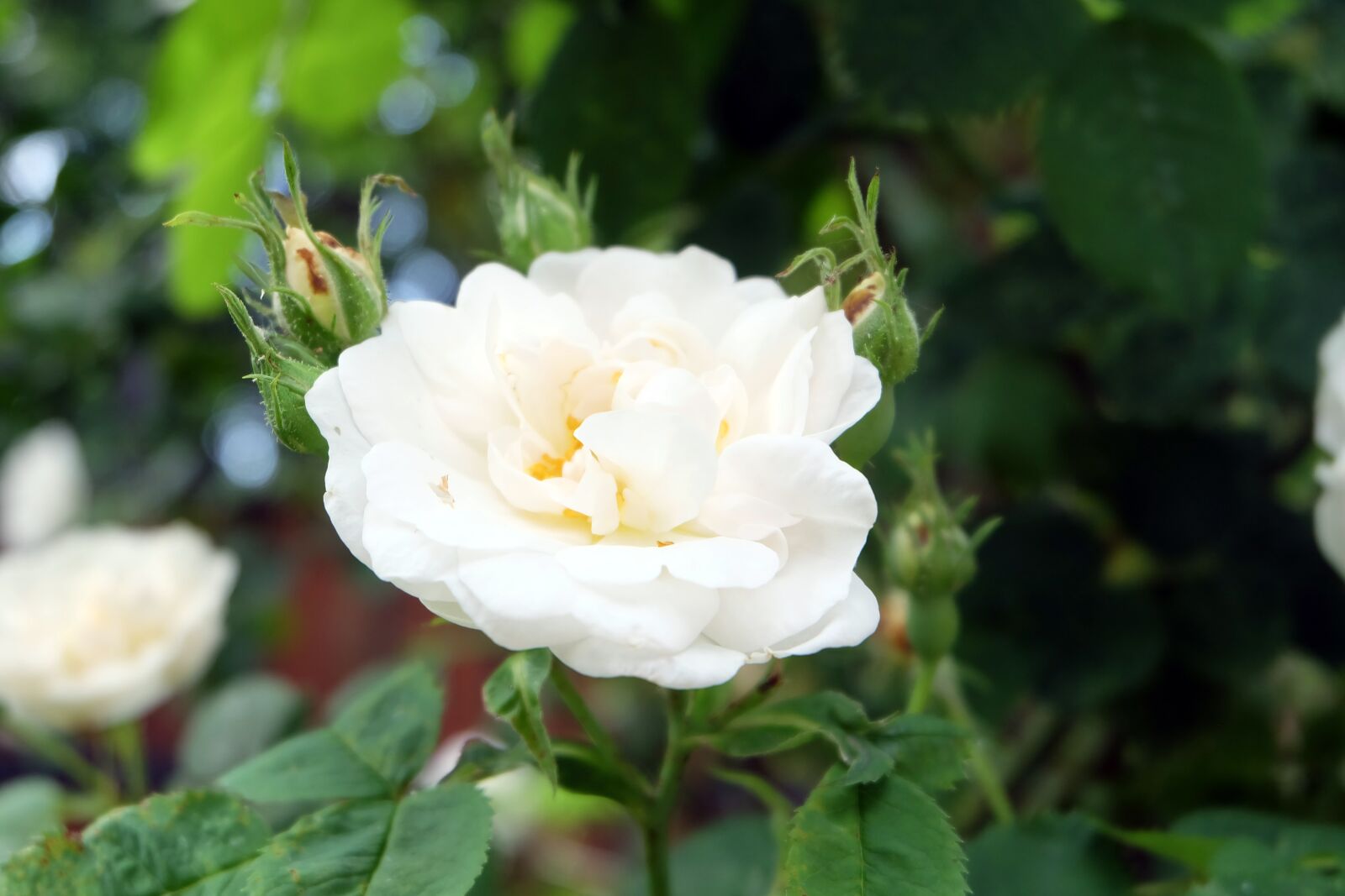 Fujifilm X-A2 + Fujifilm XC 16-50mm F3.5-5.6 OIS II sample photo. White rose, rose hip photography