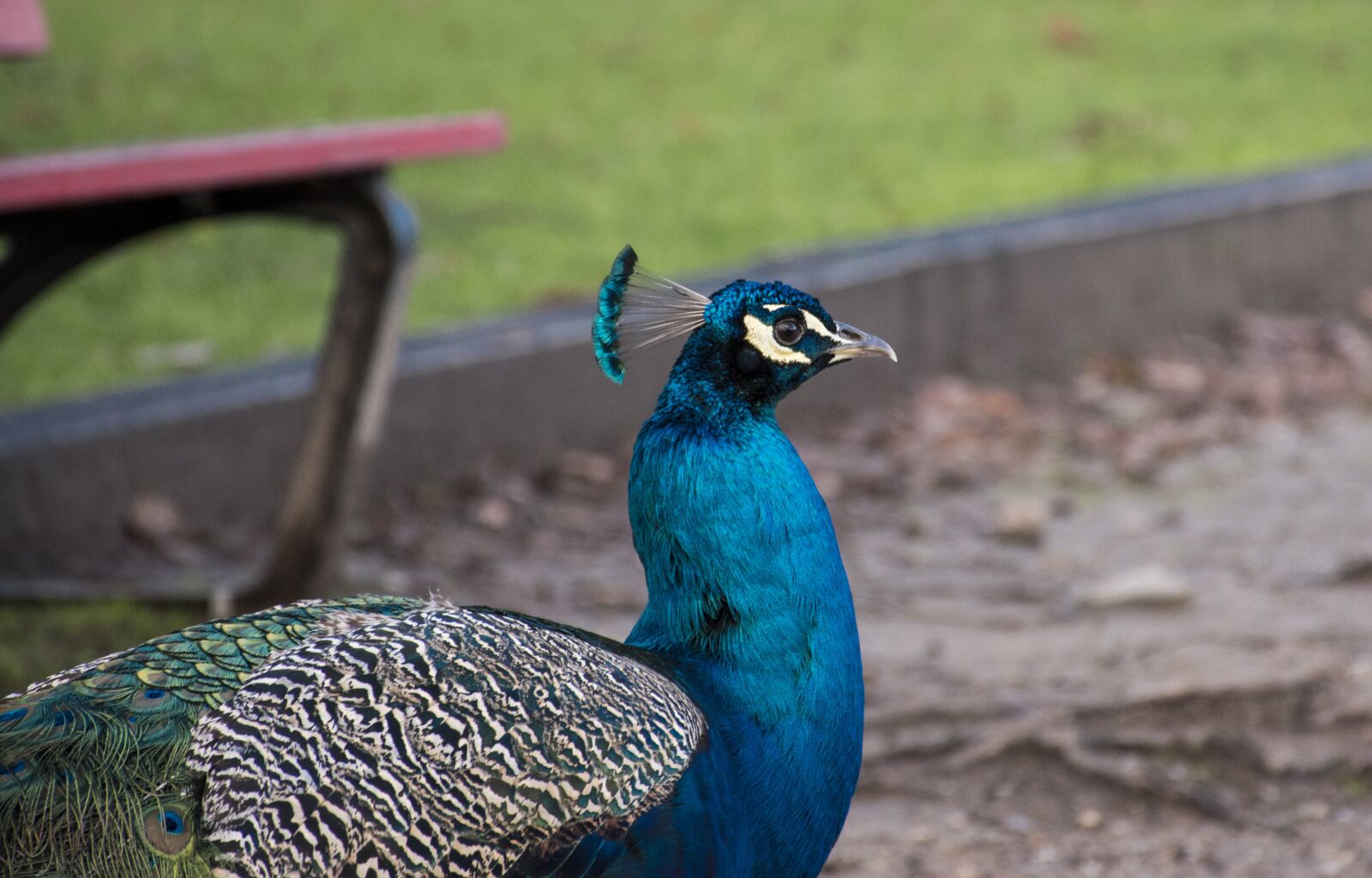 Nikon D5600 sample photo. Birds, nature, animalia photography