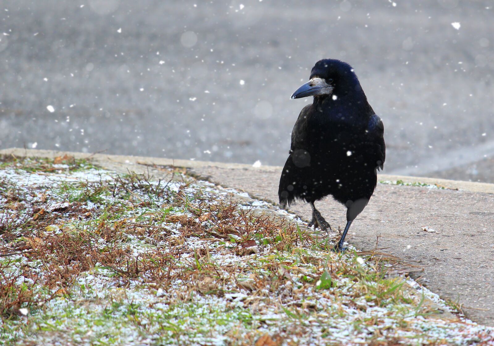 Canon EF-S 55-250mm F4-5.6 IS STM sample photo. Raven, bird, nature photography