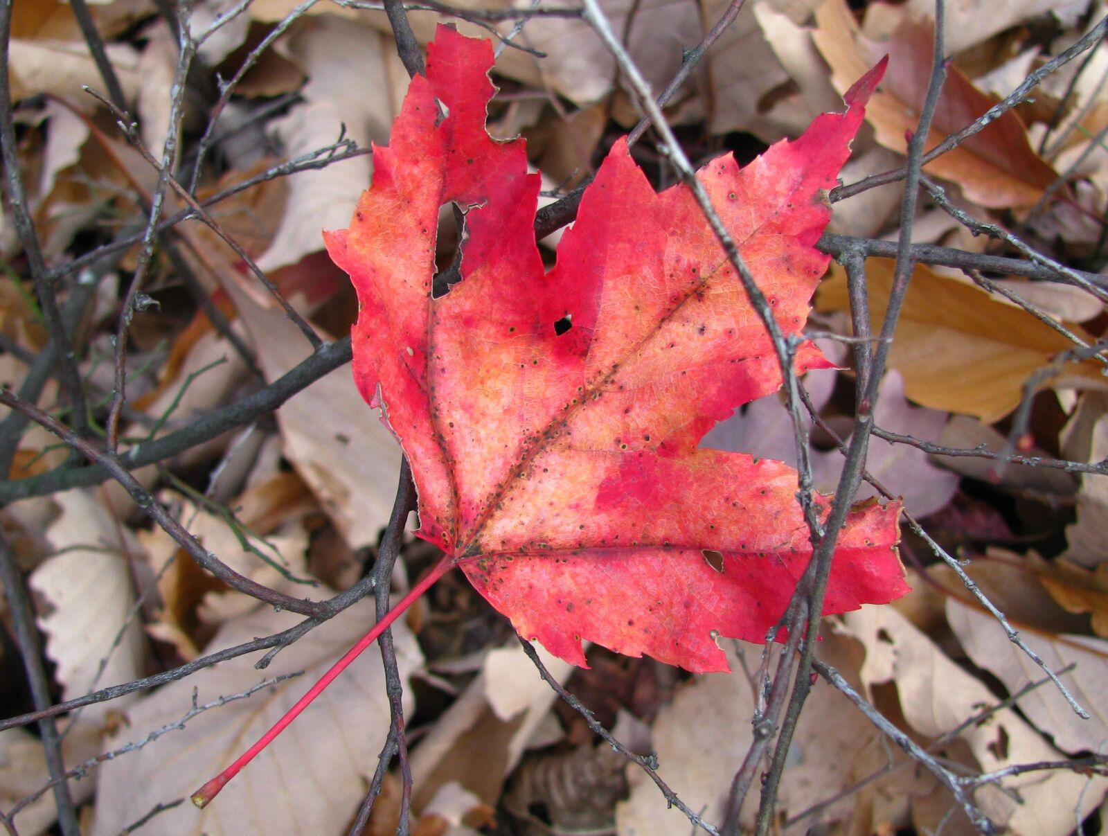 Canon POWERSHOT SX100 IS sample photo. Red, leaf, autumn photography