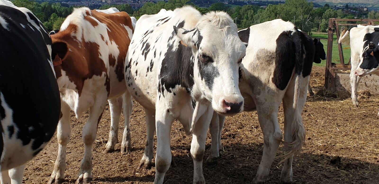Samsung Galaxy S9+ sample photo. Cows, cow, field photography