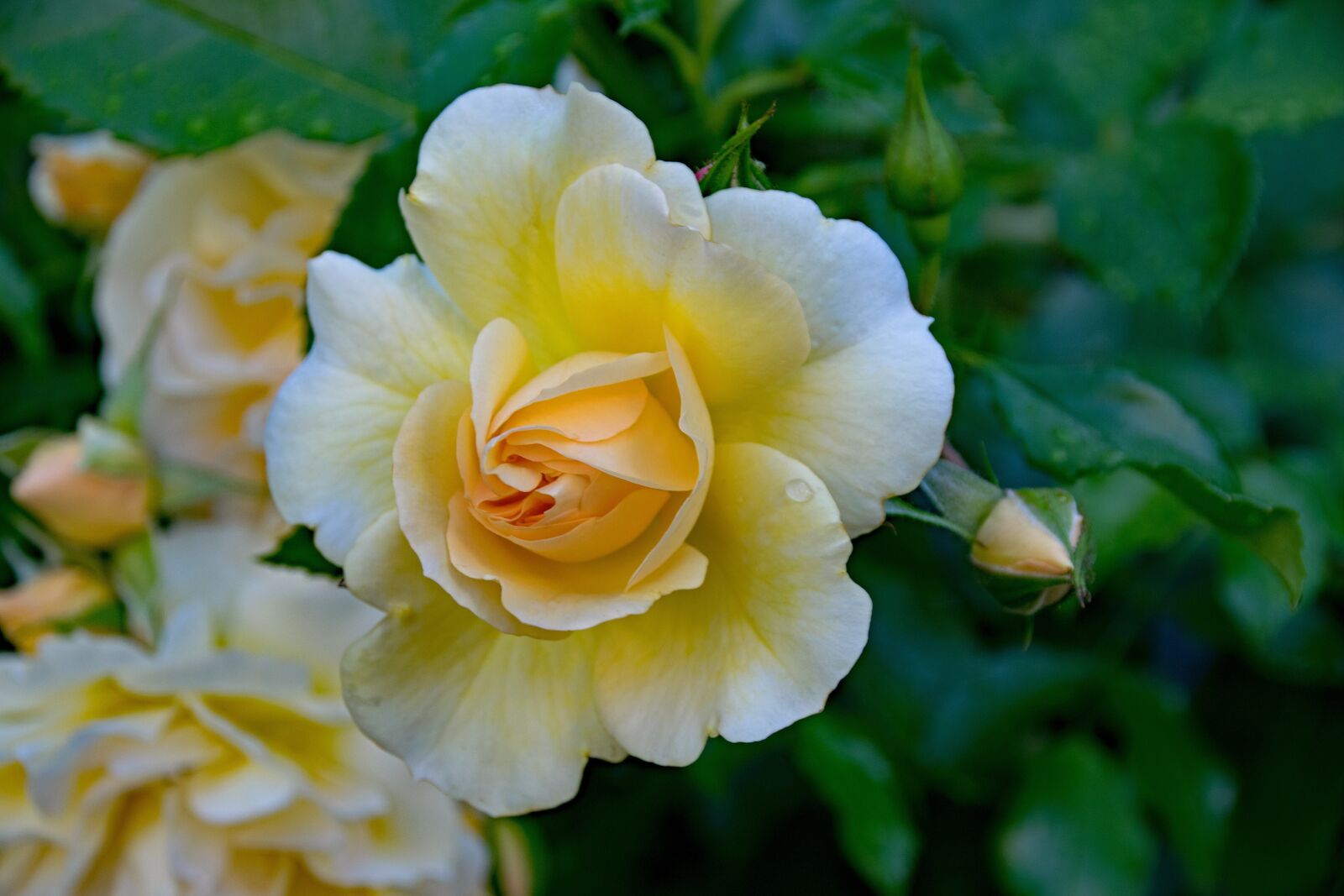 Nikon D5300 sample photo. Rose, romantica, floribunda photography