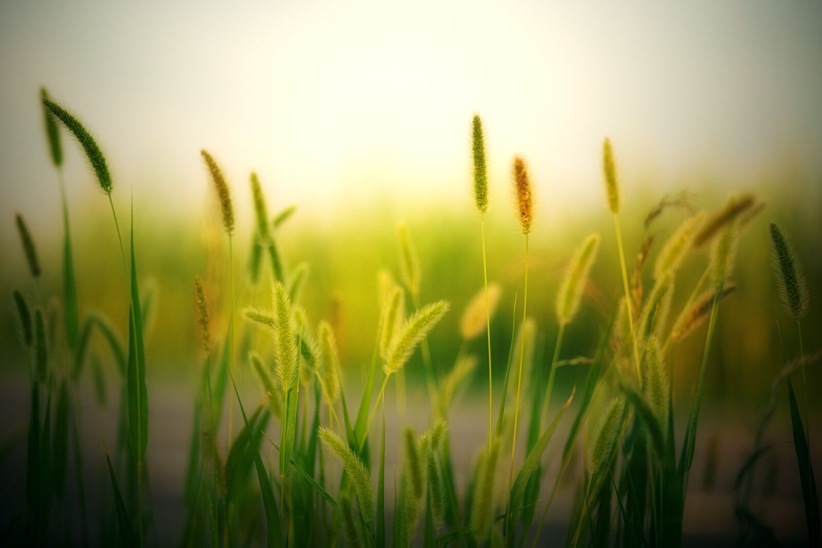 Canon EOS 5D sample photo. Field, summer, cereals photography