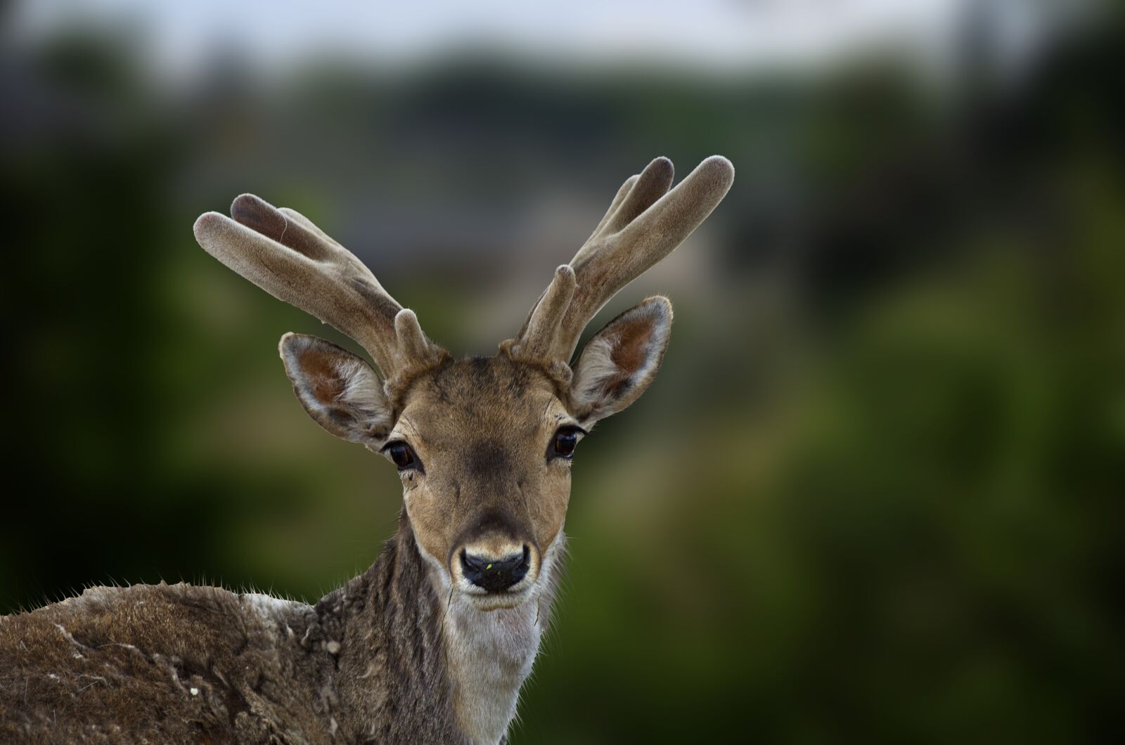 Nikon D7000 sample photo. Deer, zoo, animal photography