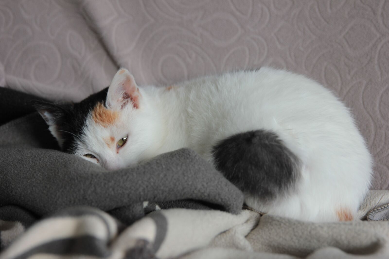 Canon EOS 550D (EOS Rebel T2i / EOS Kiss X4) sample photo. Cat, cats, my dear photography