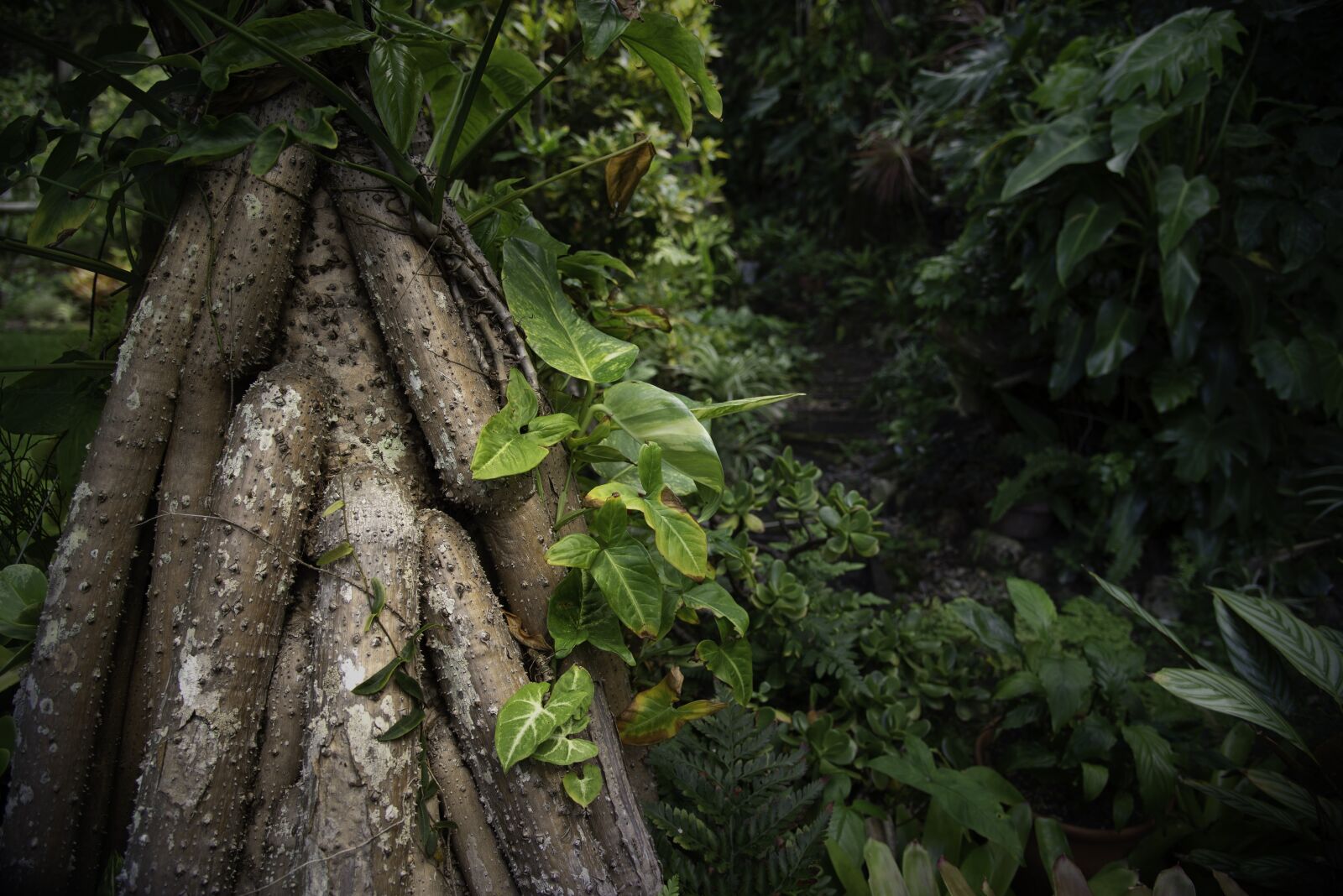Nikon D610 sample photo. Nature, leaf, tree photography