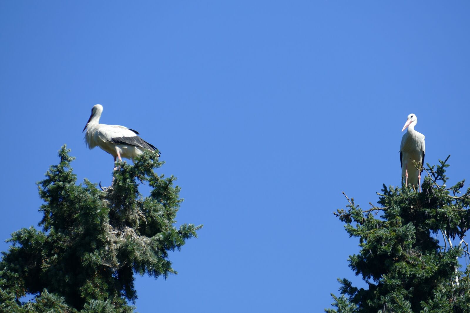 Panasonic Lumix DMC-FZ1000 sample photo. Stork couple, bird park photography