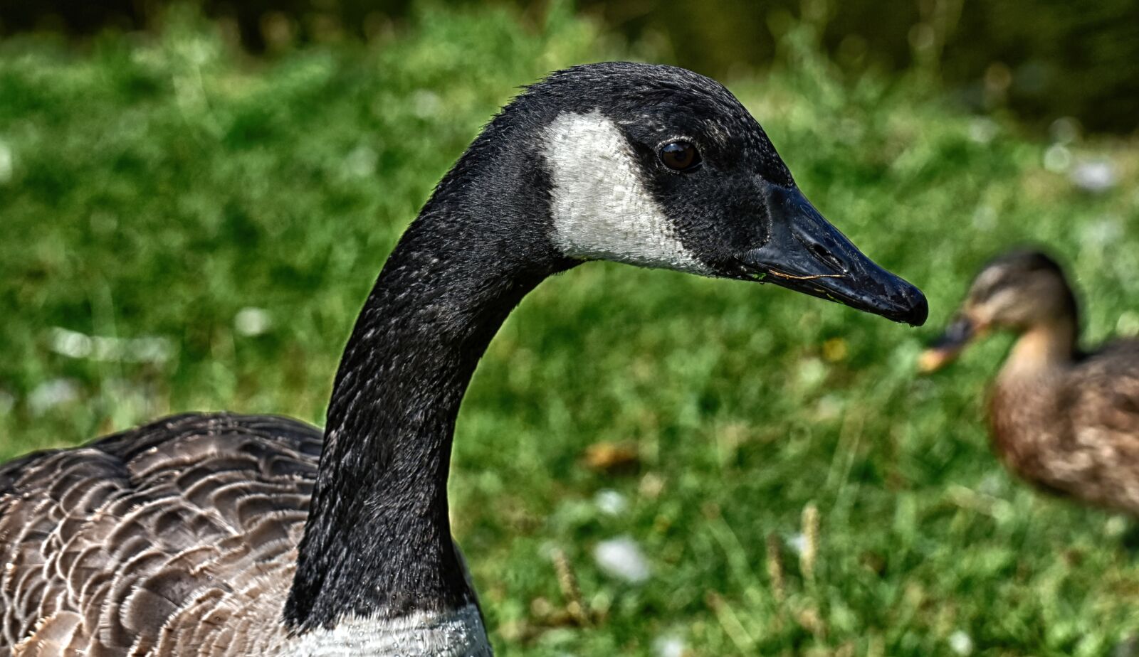 Nikon D7200 sample photo. Canada goose, branta canadensis photography