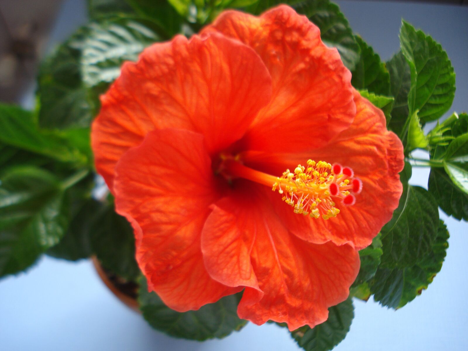 Sony DSC-W55 sample photo. Hibiscus, flower, orange photography