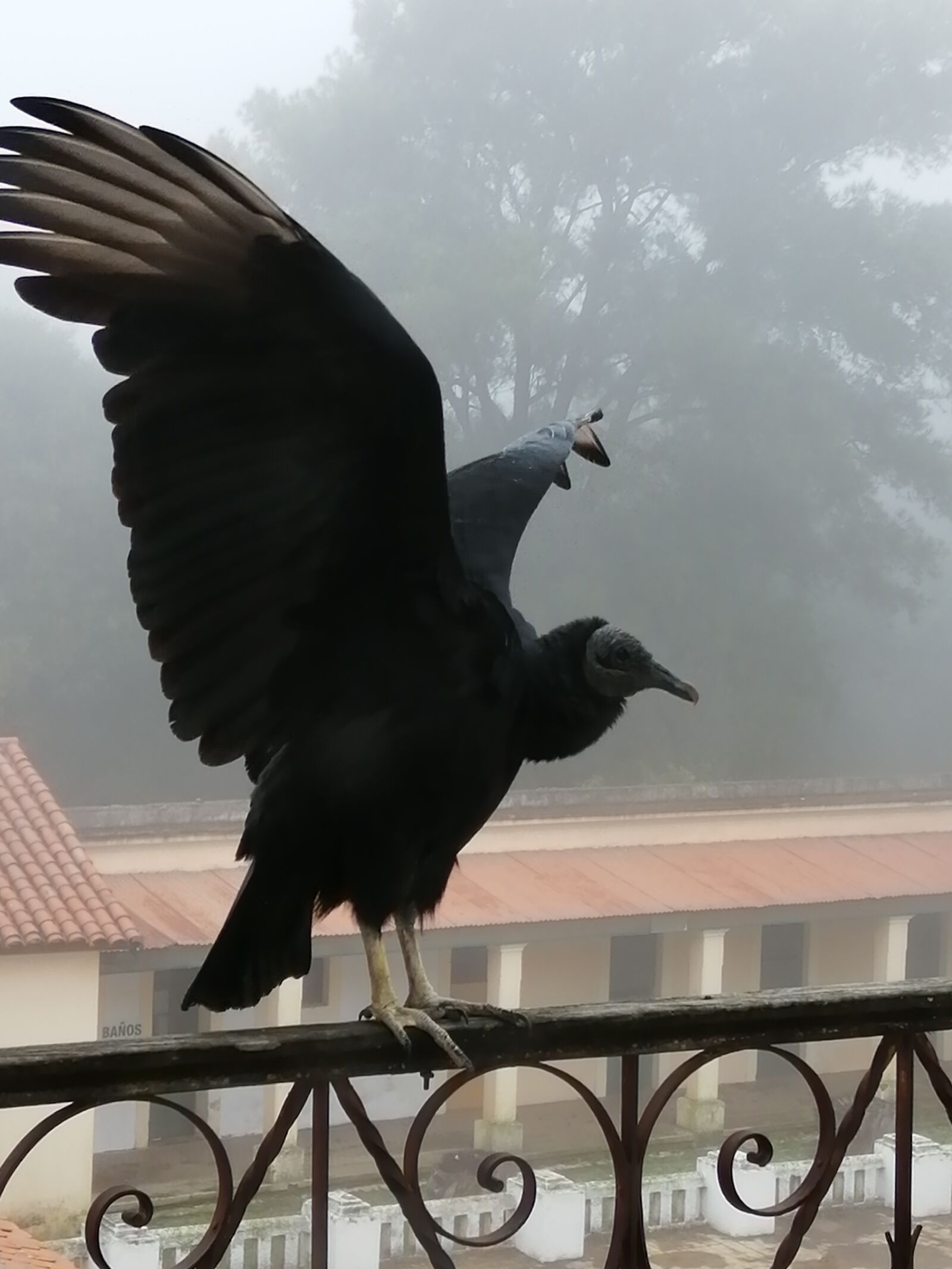 HUAWEI P SMART 2019 sample photo. Birds, nature, animals photography